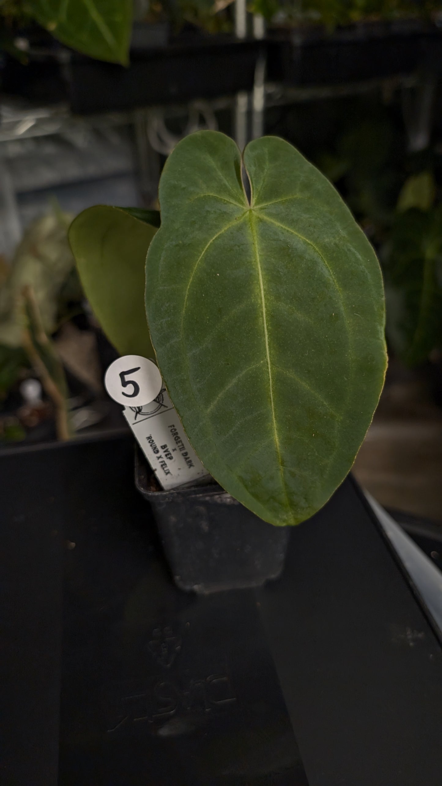 Anthurium Forgetii dark form x BVEP 'Round x Felix'