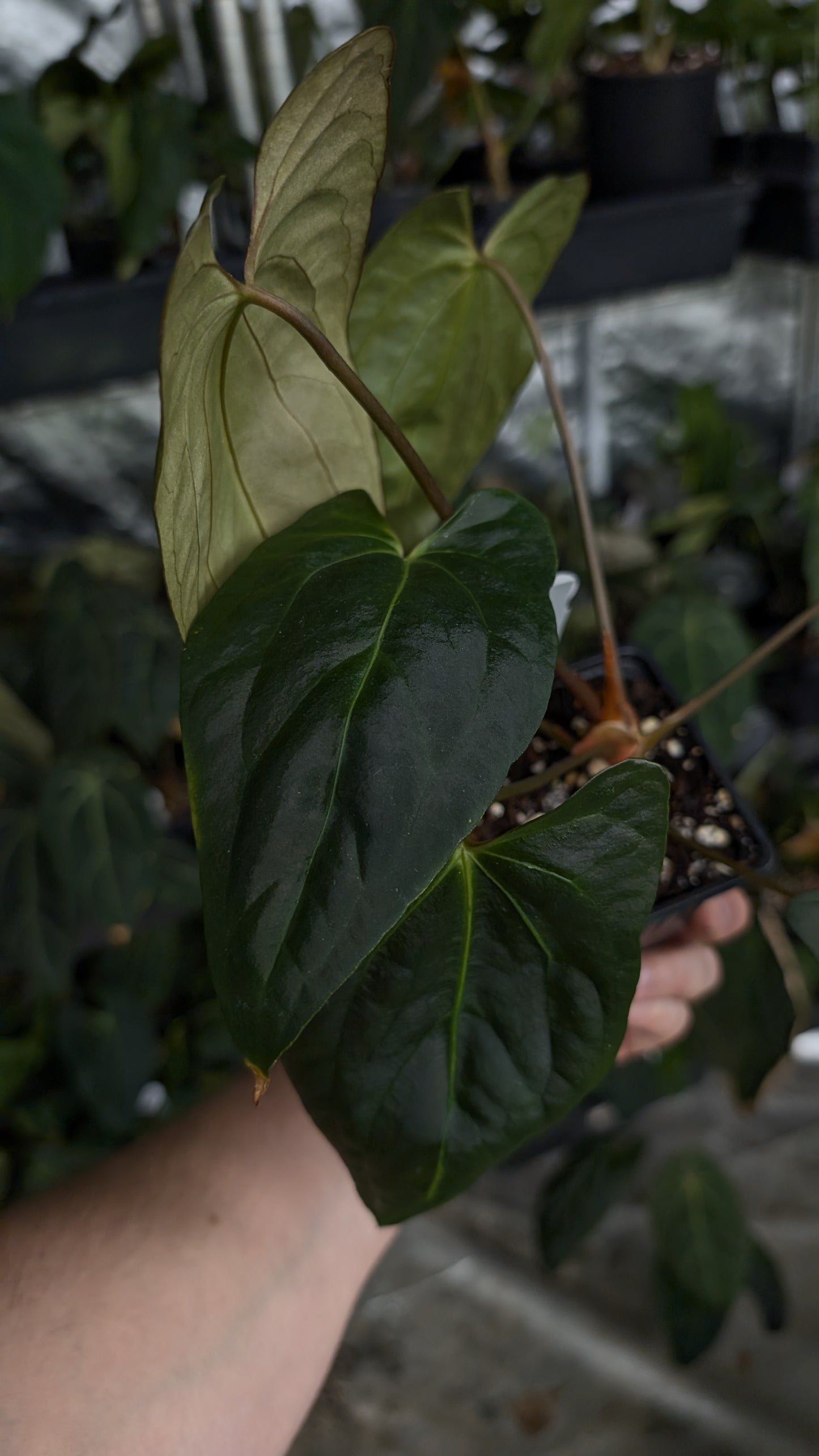 Anthurium Besseae aff 'Black Pillow' x Papillilaminum 'Fort Sherman'