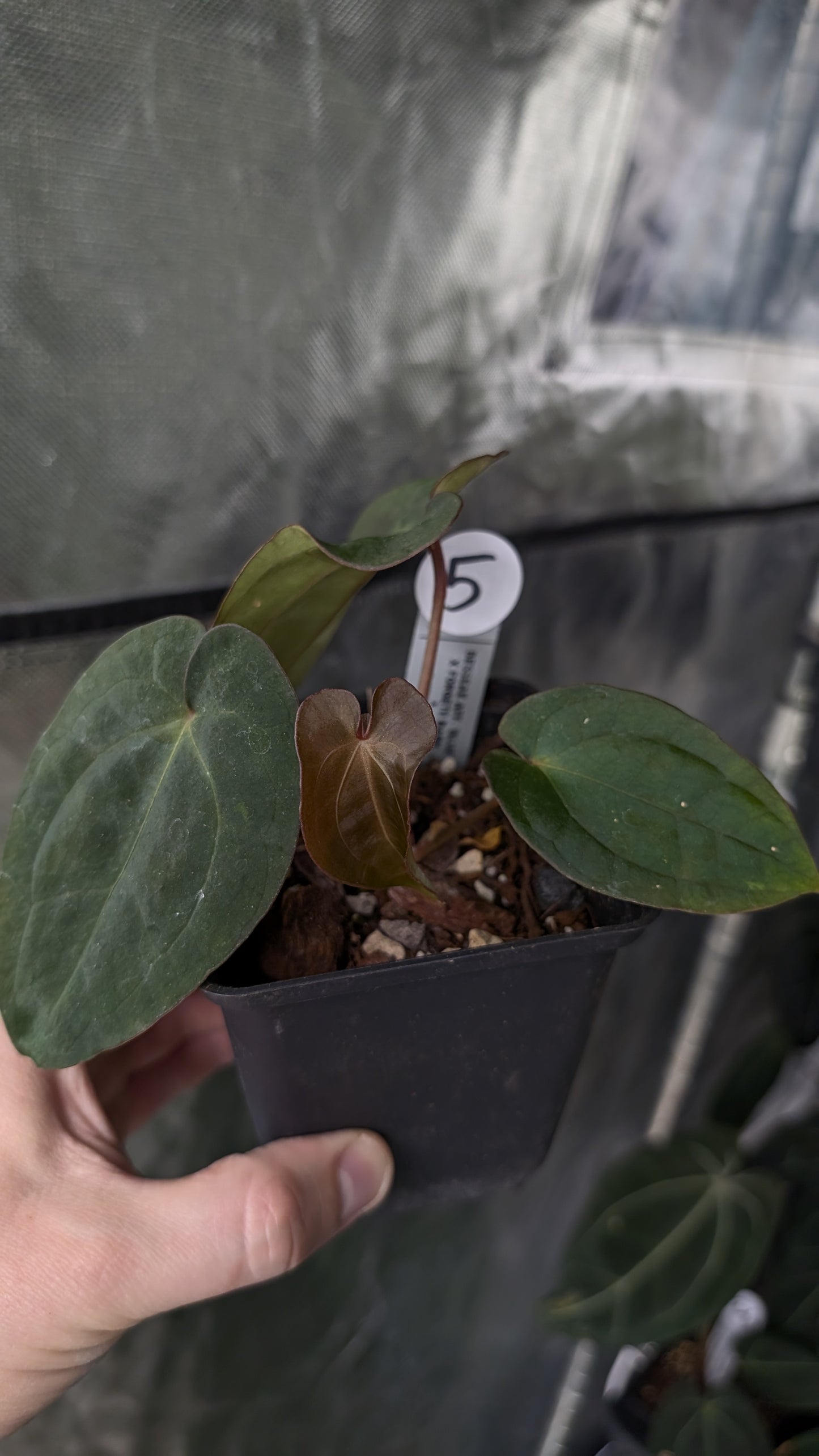 Anthurium [Besseae aff. x Forgetii dark] x BVEP Round x Felix