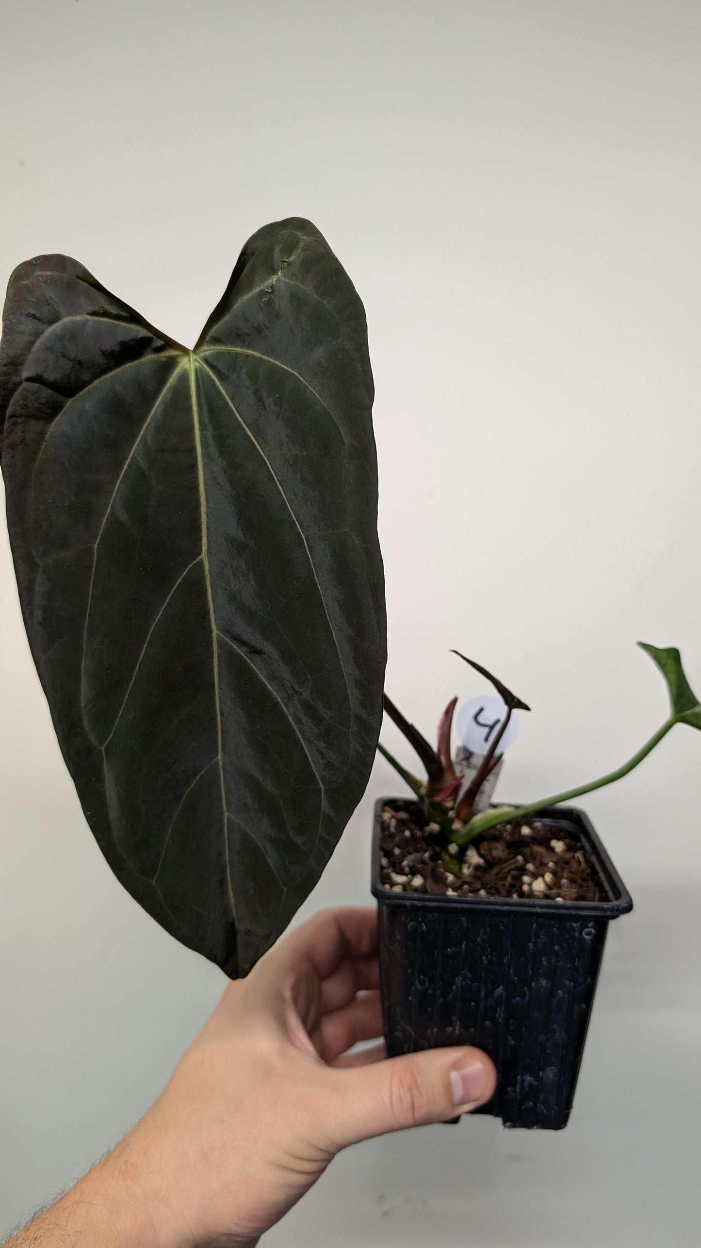 Anthurium Goliath x Red Spider