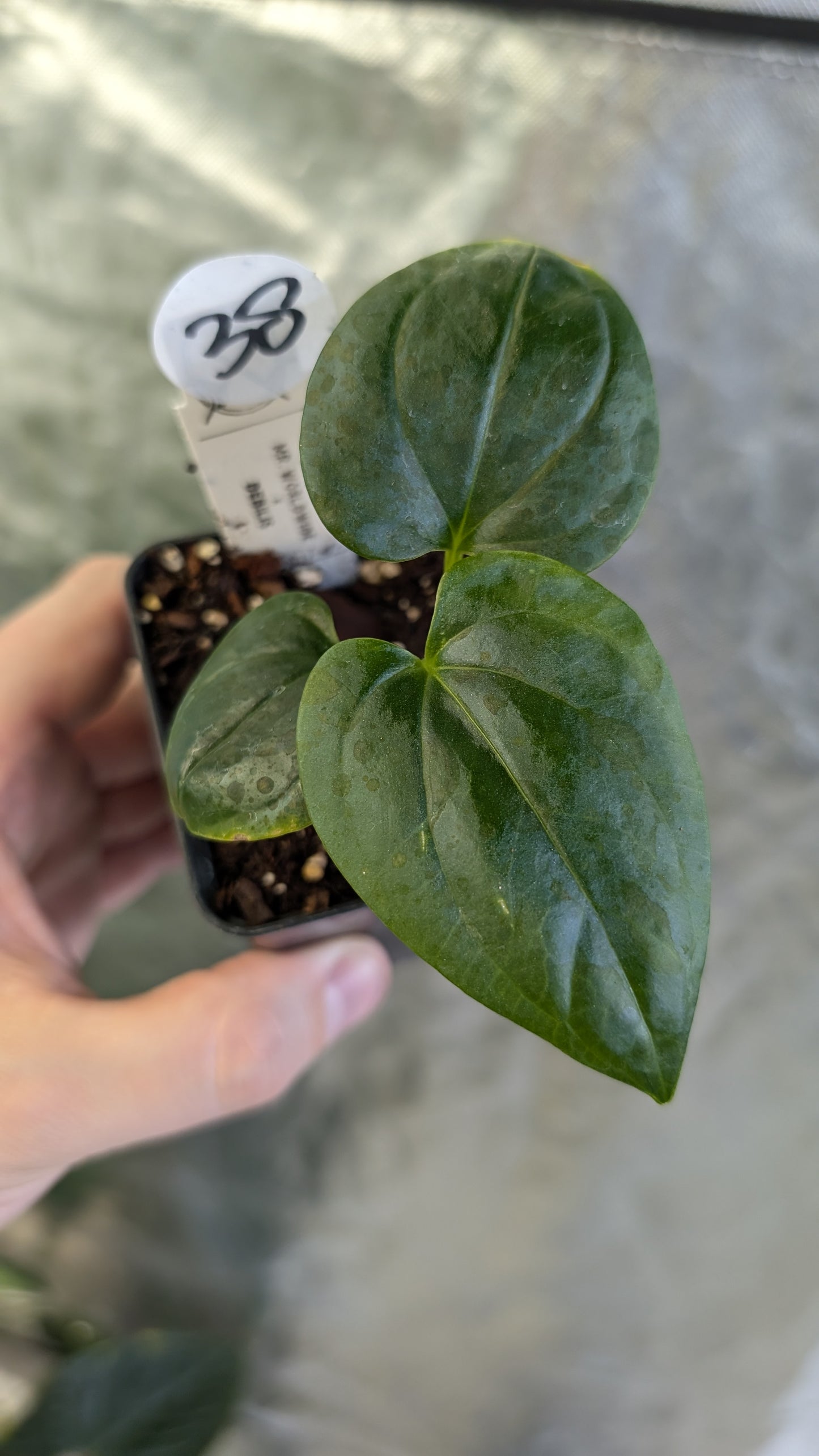 Anthurium Mr Worldwide x Debile (also sometimes called Debilis)