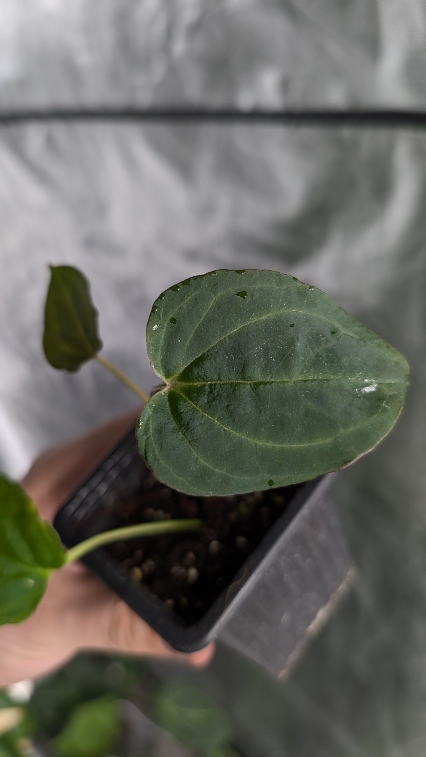 Anthurium Black Widow 43 x Red Velvet Cake 24 'Gomez' Clone