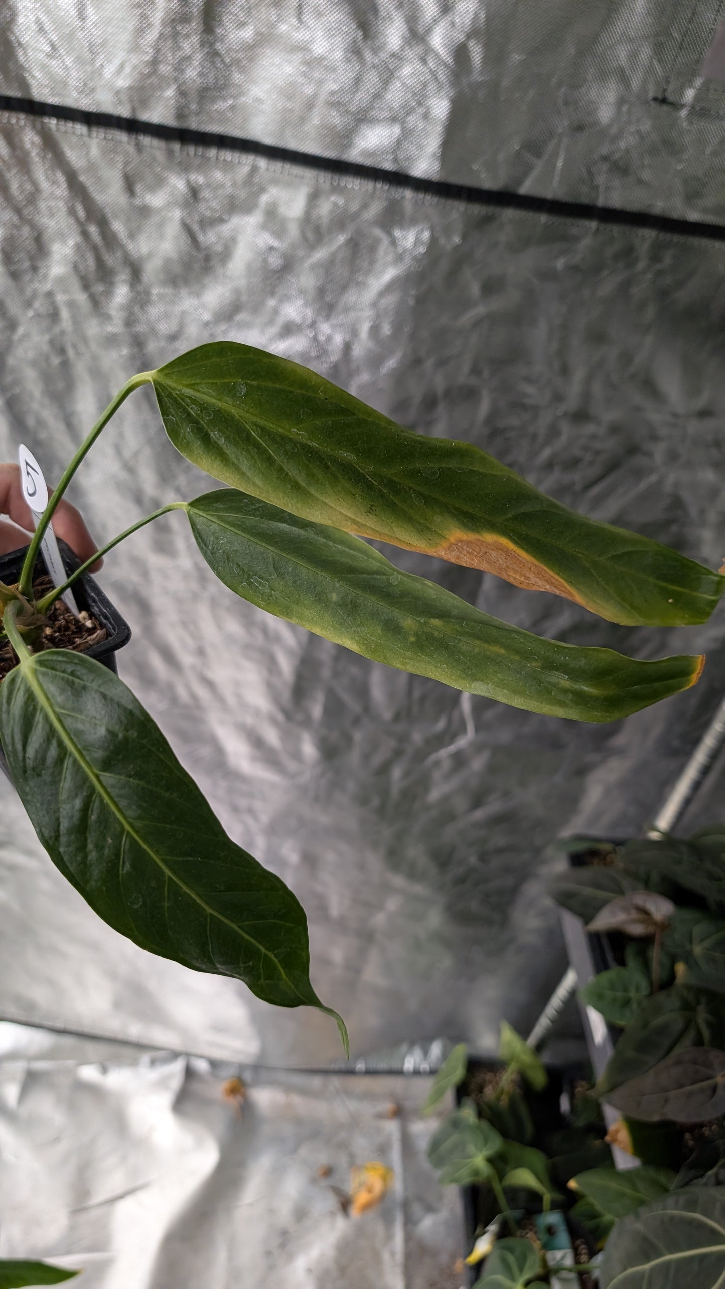 Anthurium Spectabile
