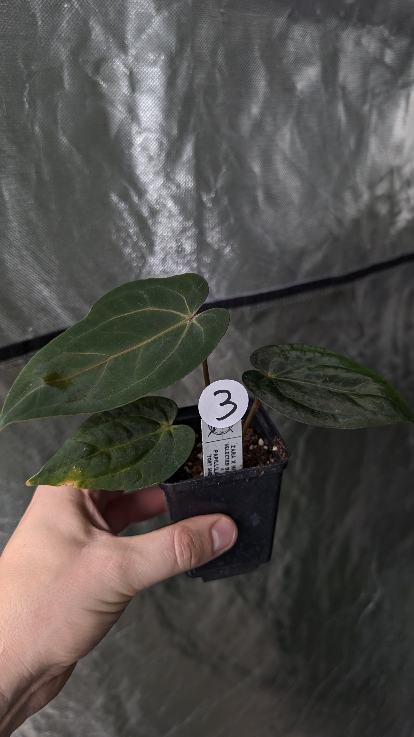 Anthurium Zara x Michelle x Papillilaminum Fort Sherman