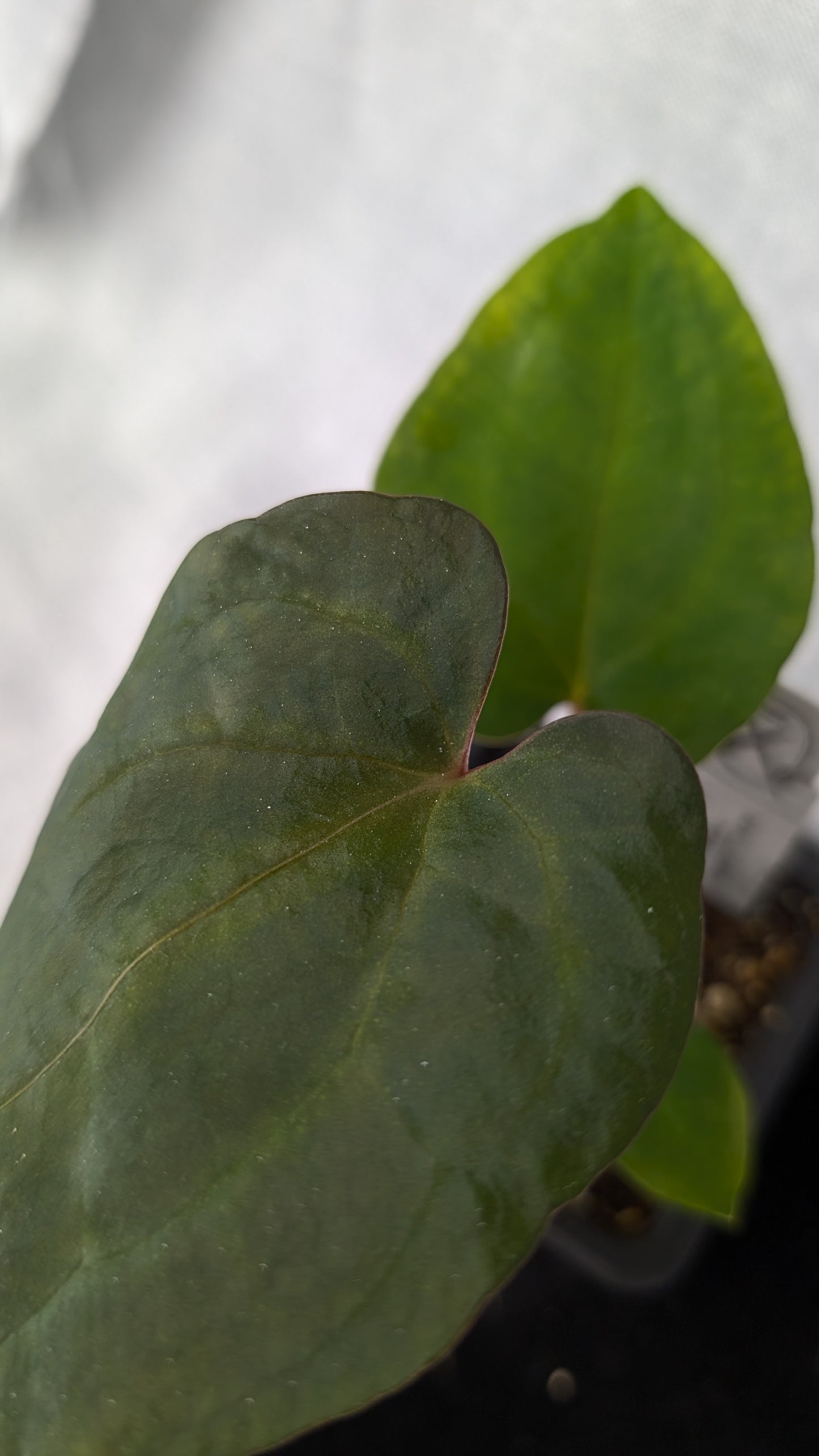 Anthurium Papillilaminum 'Daniel' x Ace of Spagetii