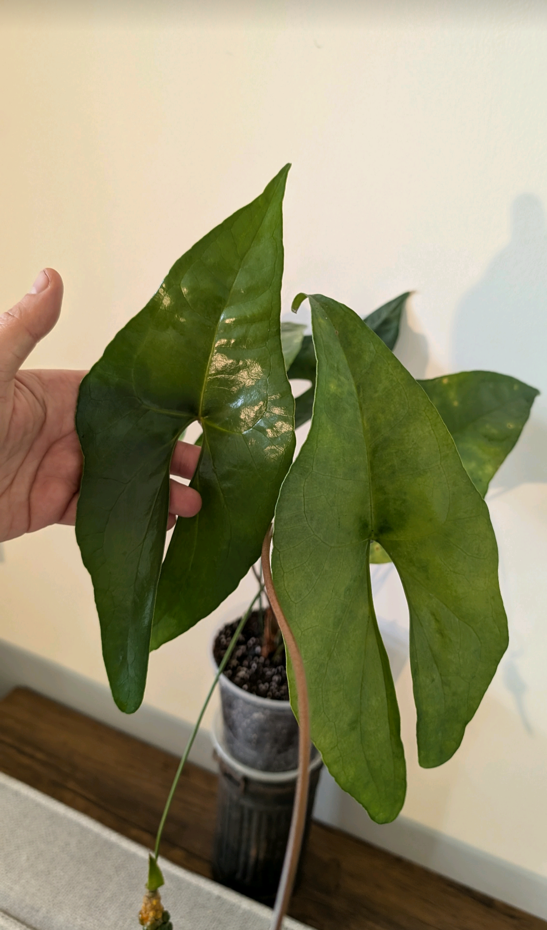 anthurium diabloense Anthurium Diabloense clone