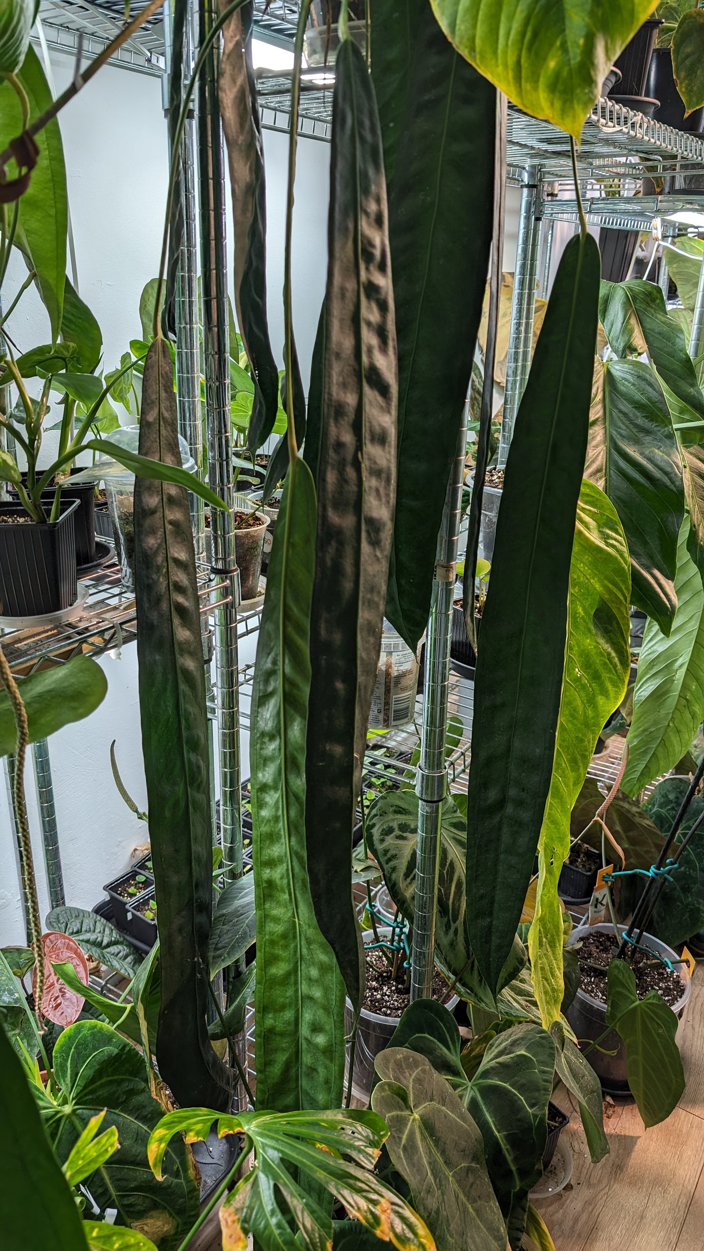 Anthurium Scherzerianum x Wendlingeri