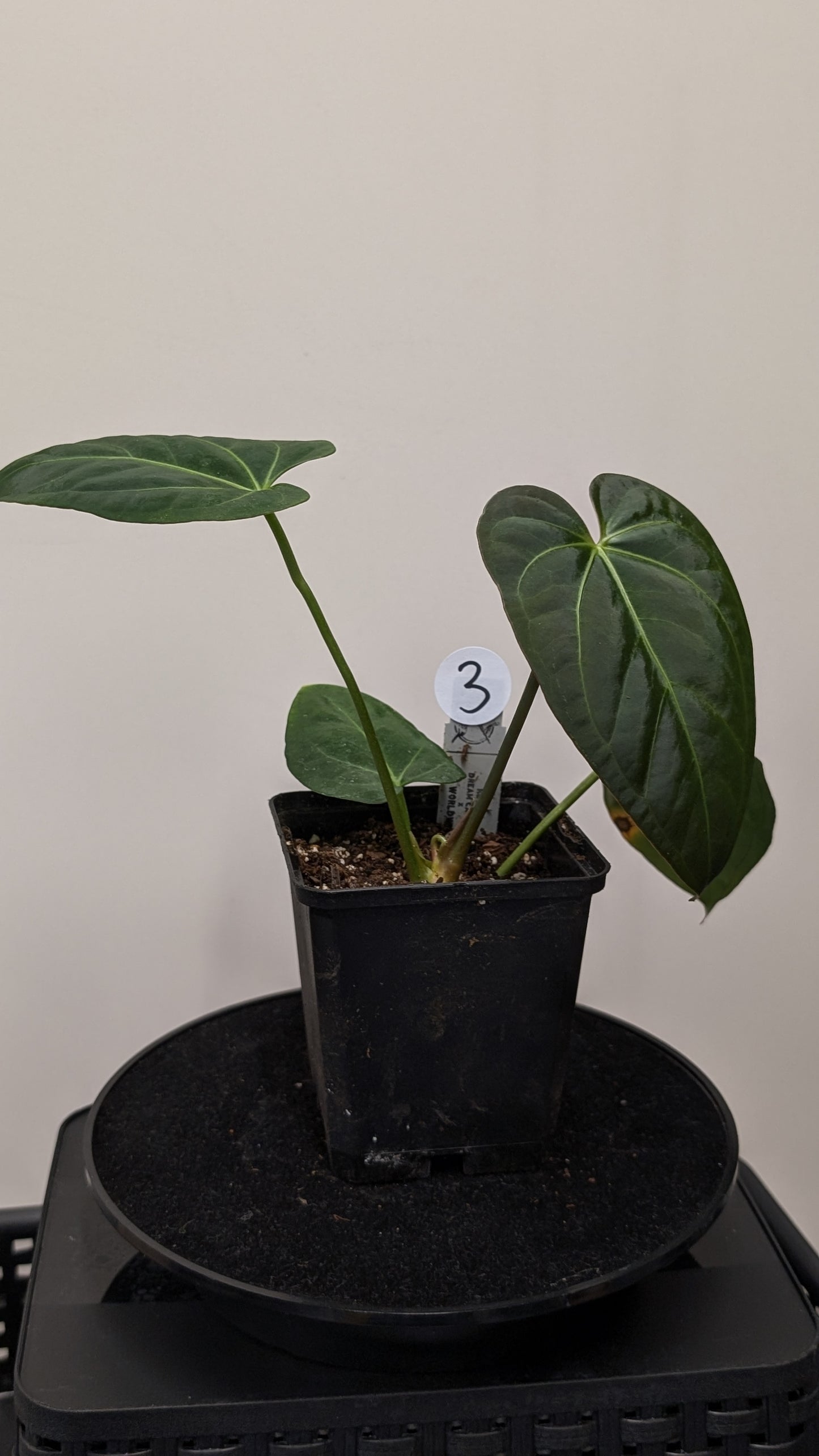 Anthurium Regale 'Dream Catcher' x Mr. Worldwide