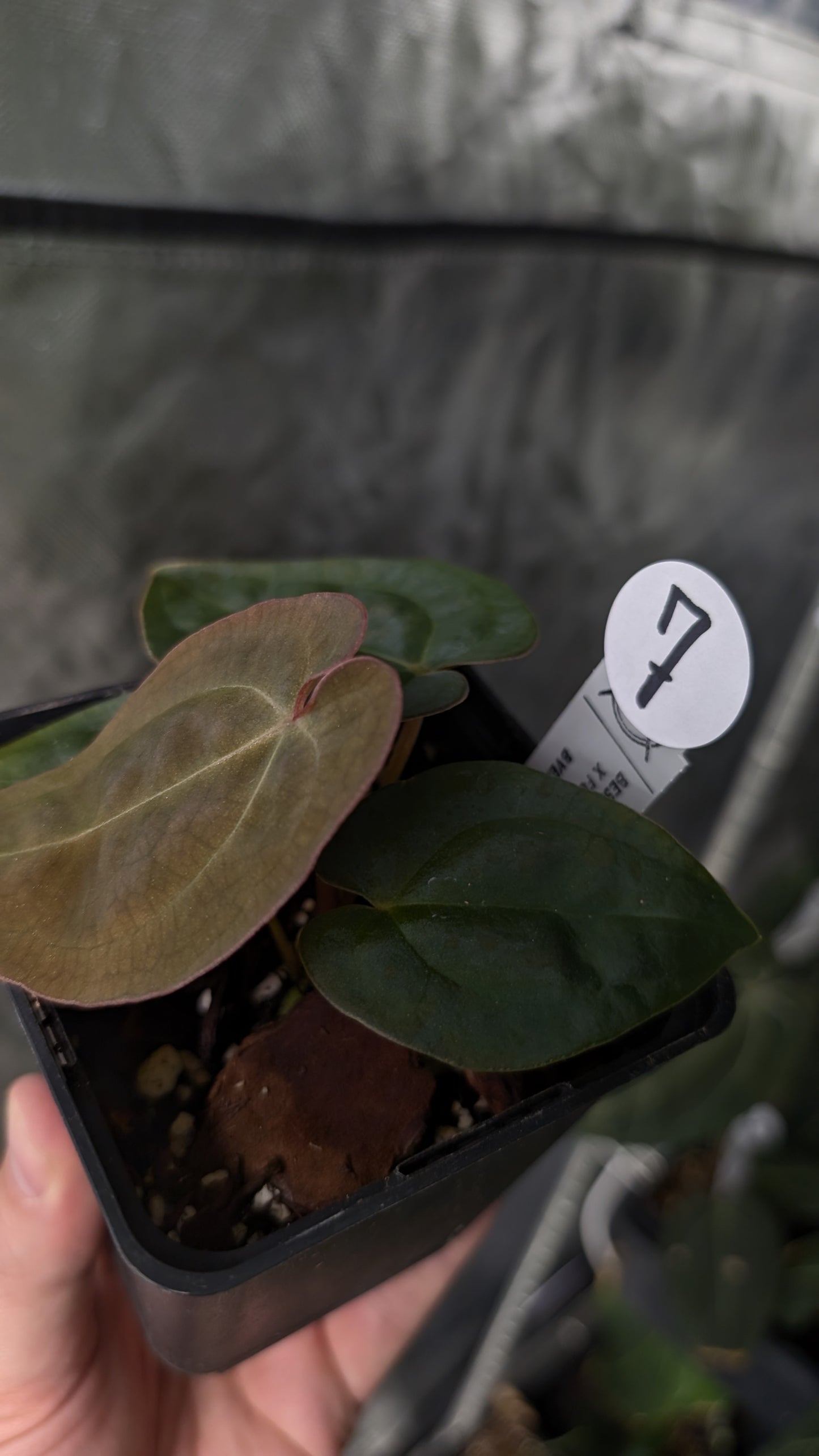 Anthurium [Besseae aff. x Forgetii dark] x BVEP Round x Felix