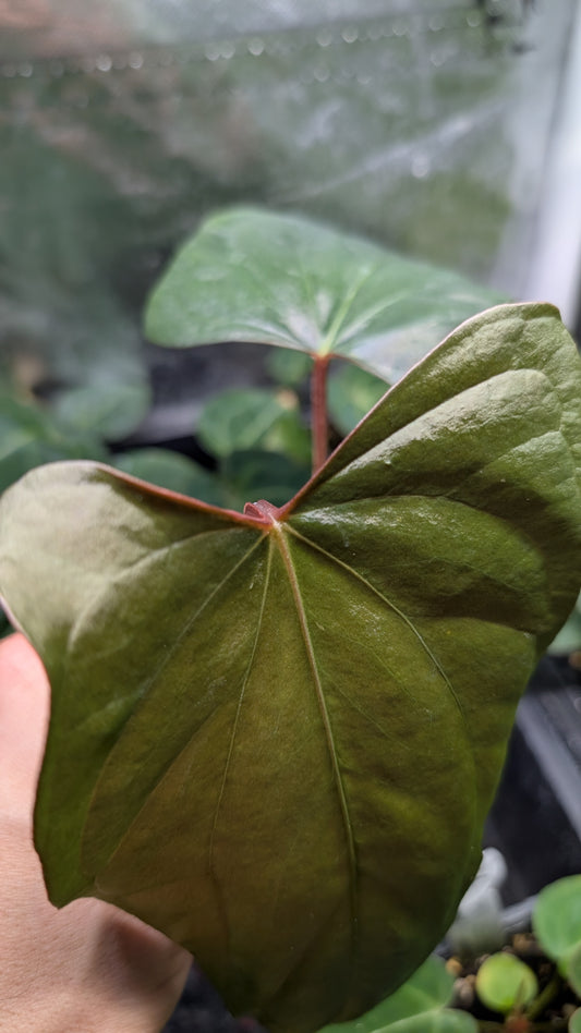 Anthurium SPFS #4 clone (Sp Silver Peru wide sinus x Papillilaminum Fort Sherman)