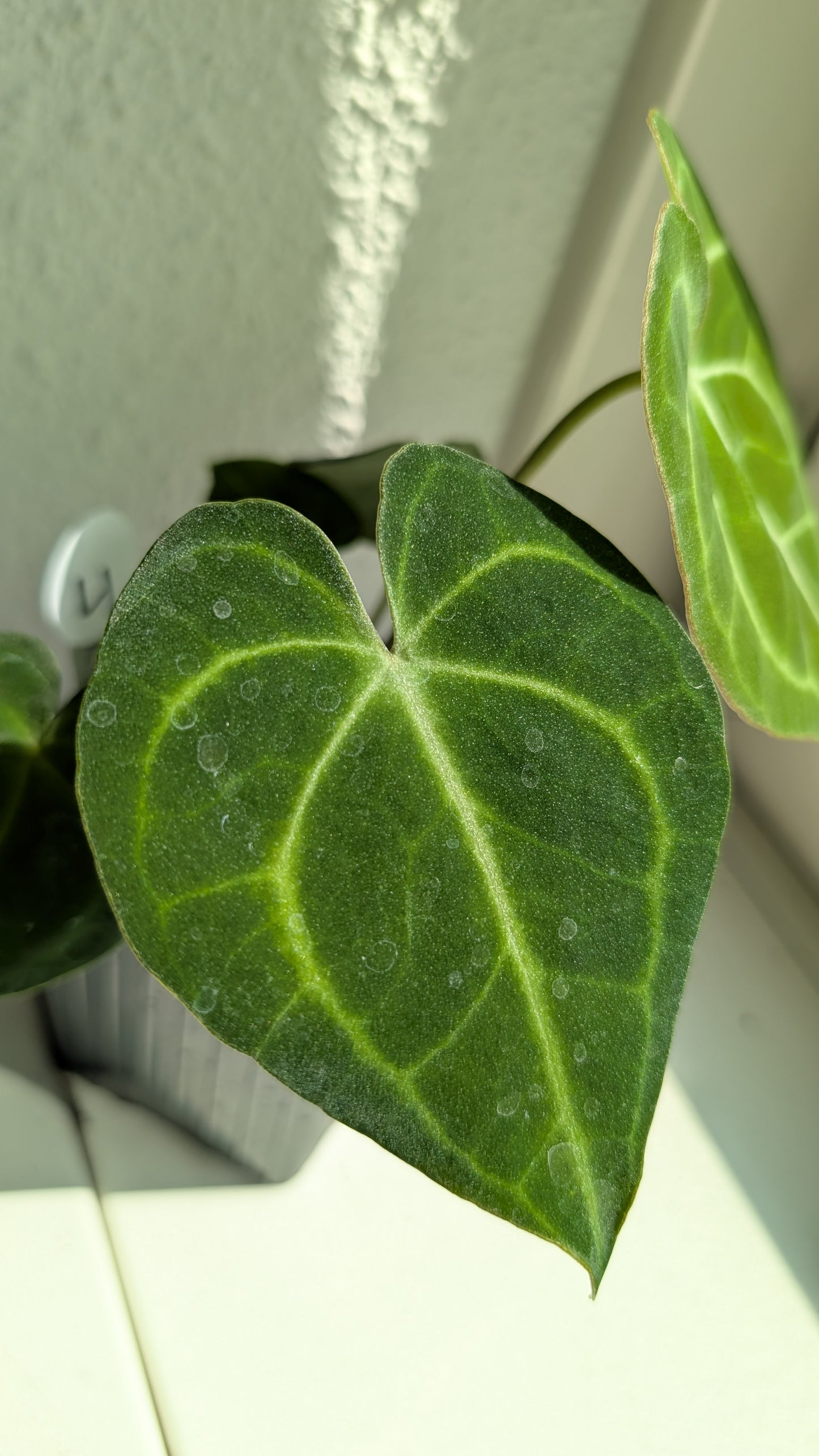 Anthurium Clarinervium x Berriozabalense x self