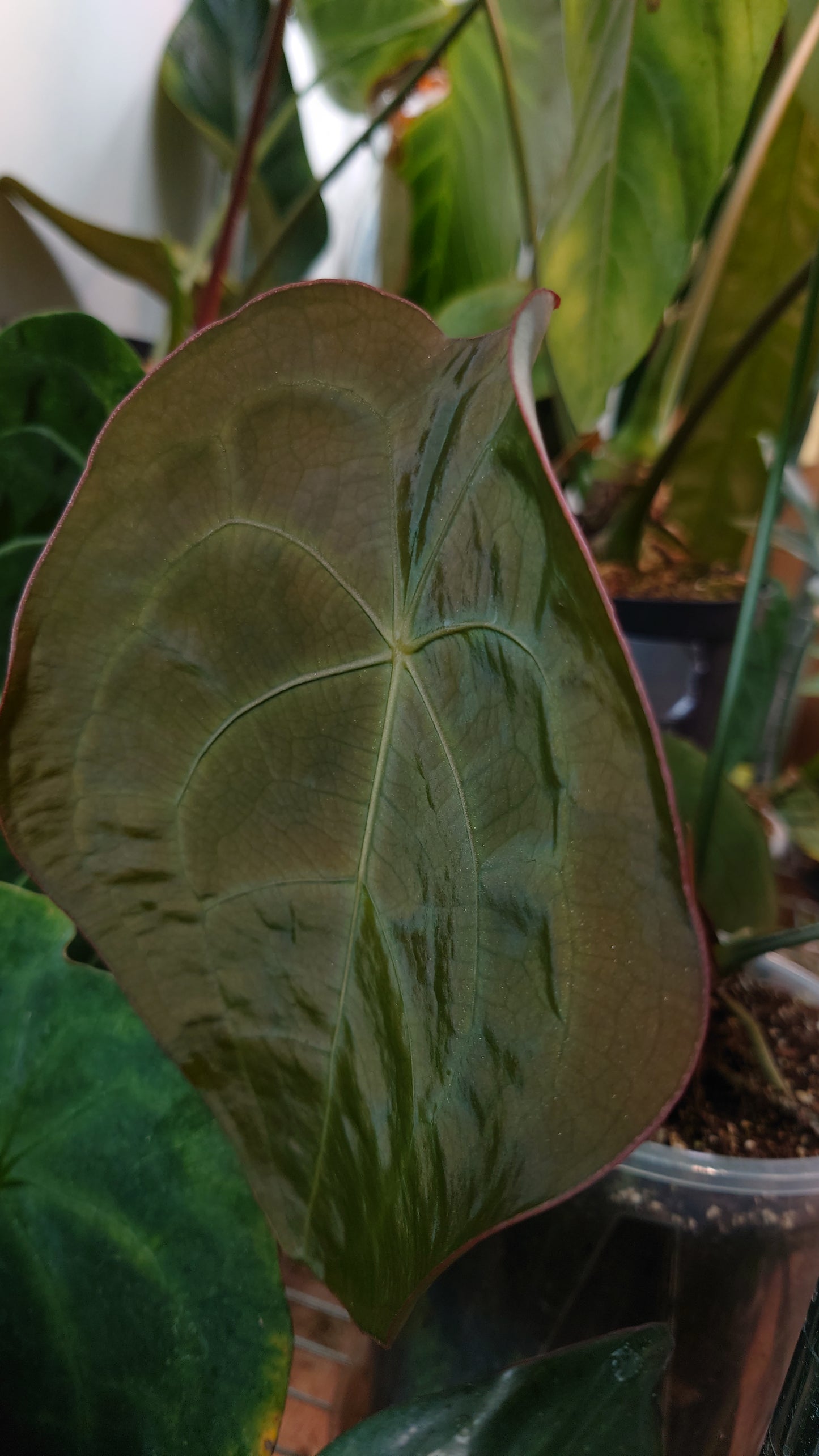 Anthurium Forgetii dark form x BVEP 'Round x Felix'