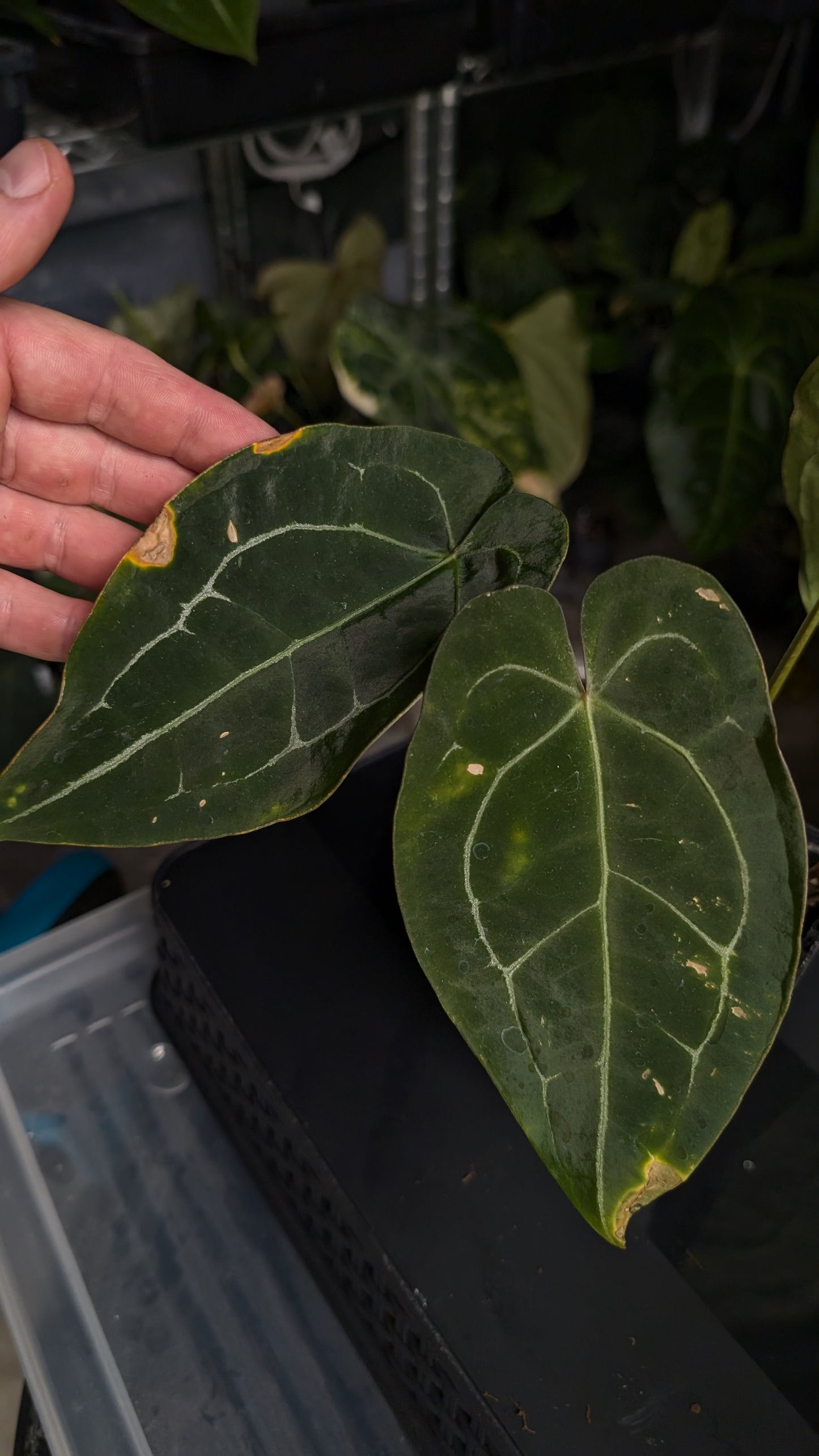 Anthurium Doc Block Zara x Michelle 'selected dark form' x Forgetii Dark