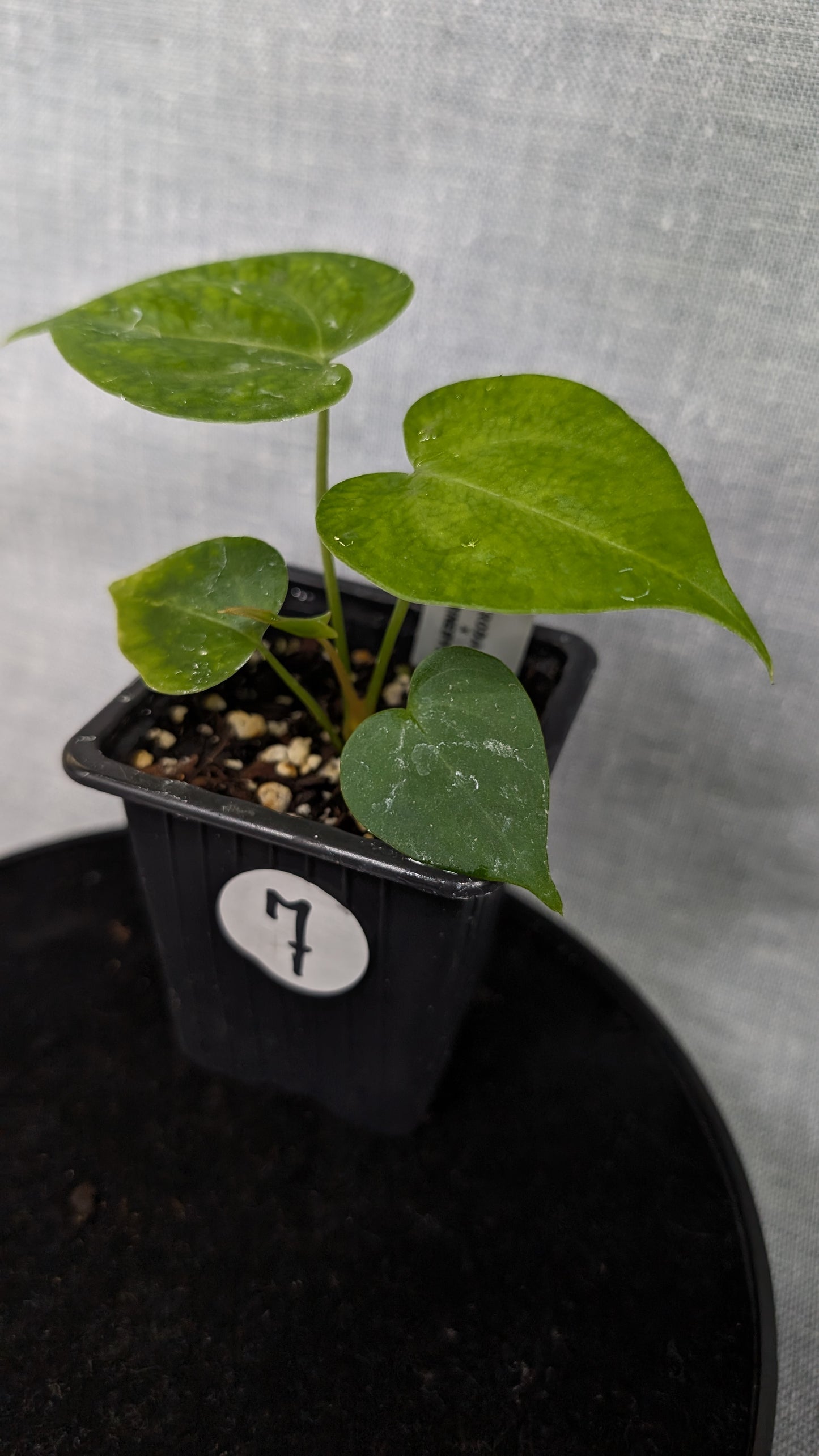 Anthurium Pterodactyl variegata x Clarinervium (or x self)
