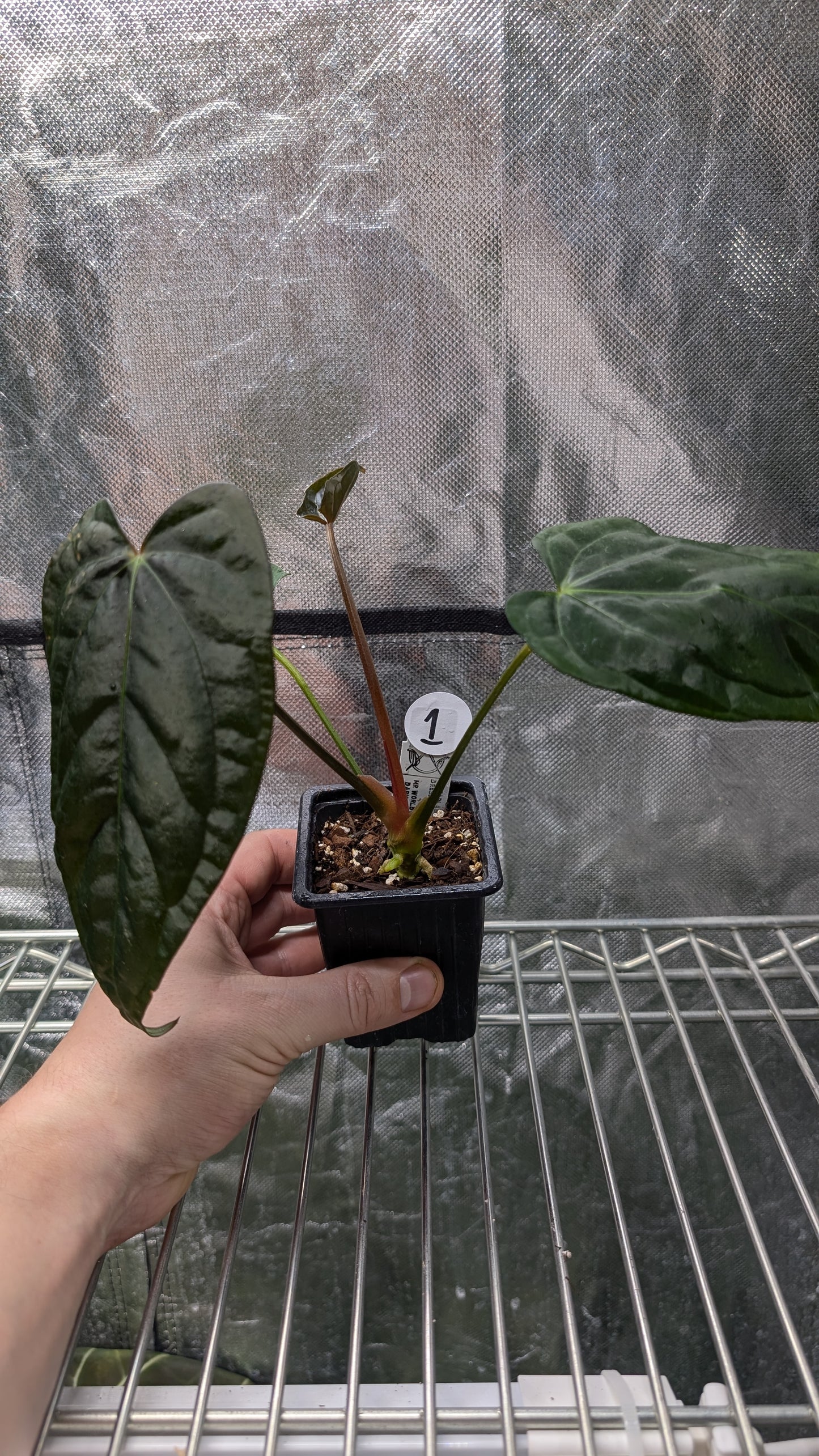 Anthurium (Carlablackiae x Dressleri Rio Guanche) x Mr Worldwide OR Forgetii Dark OR Papillilaminum Daniel