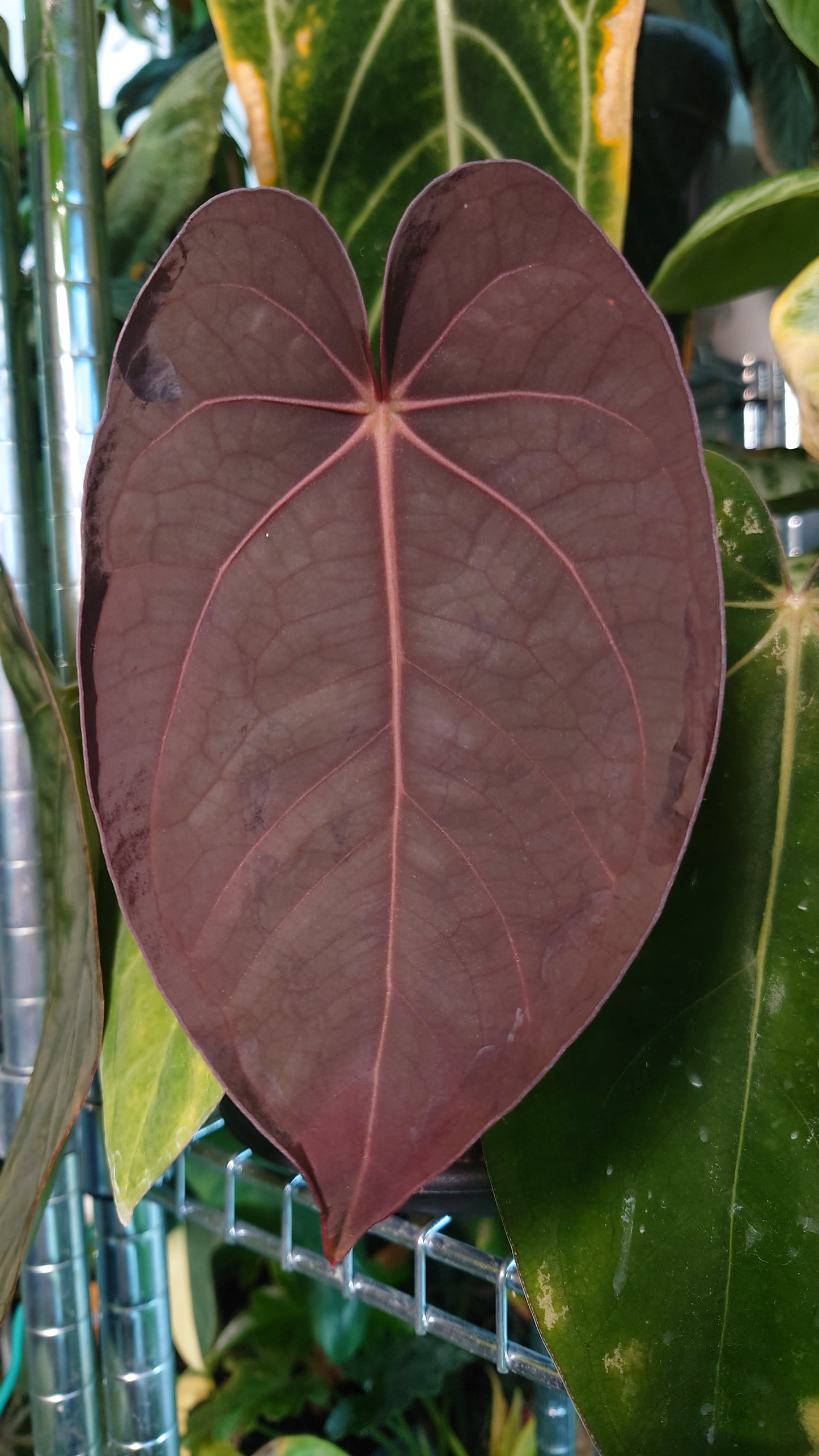 Anthurium (Carlablackiae x Dressleri Rio Guanche) X 'Ace of Spagetii' OR Diabloense