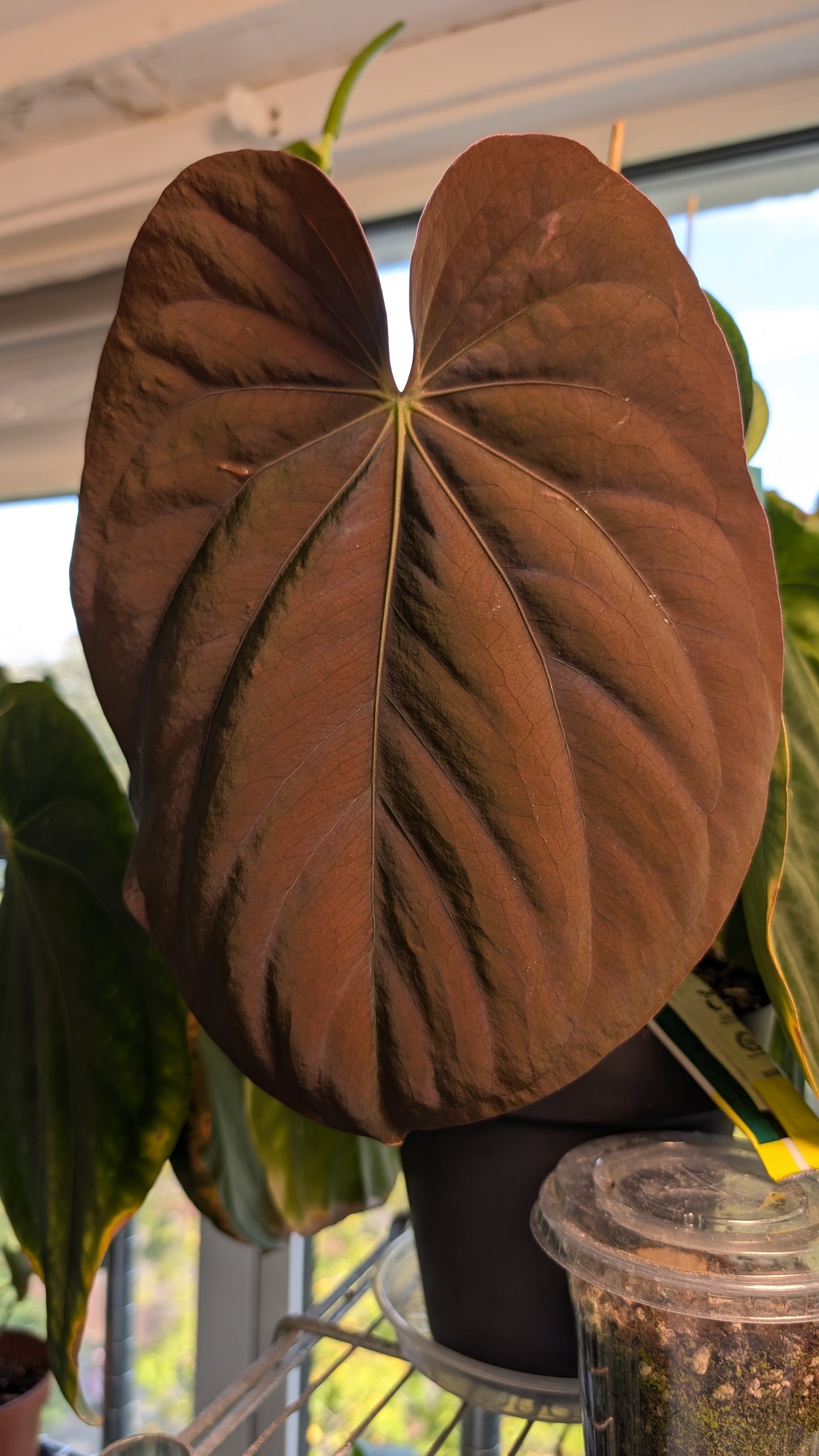 Anthurium King of Spades x BVEP (RxF) or (Sp. Napo x Luxurians)