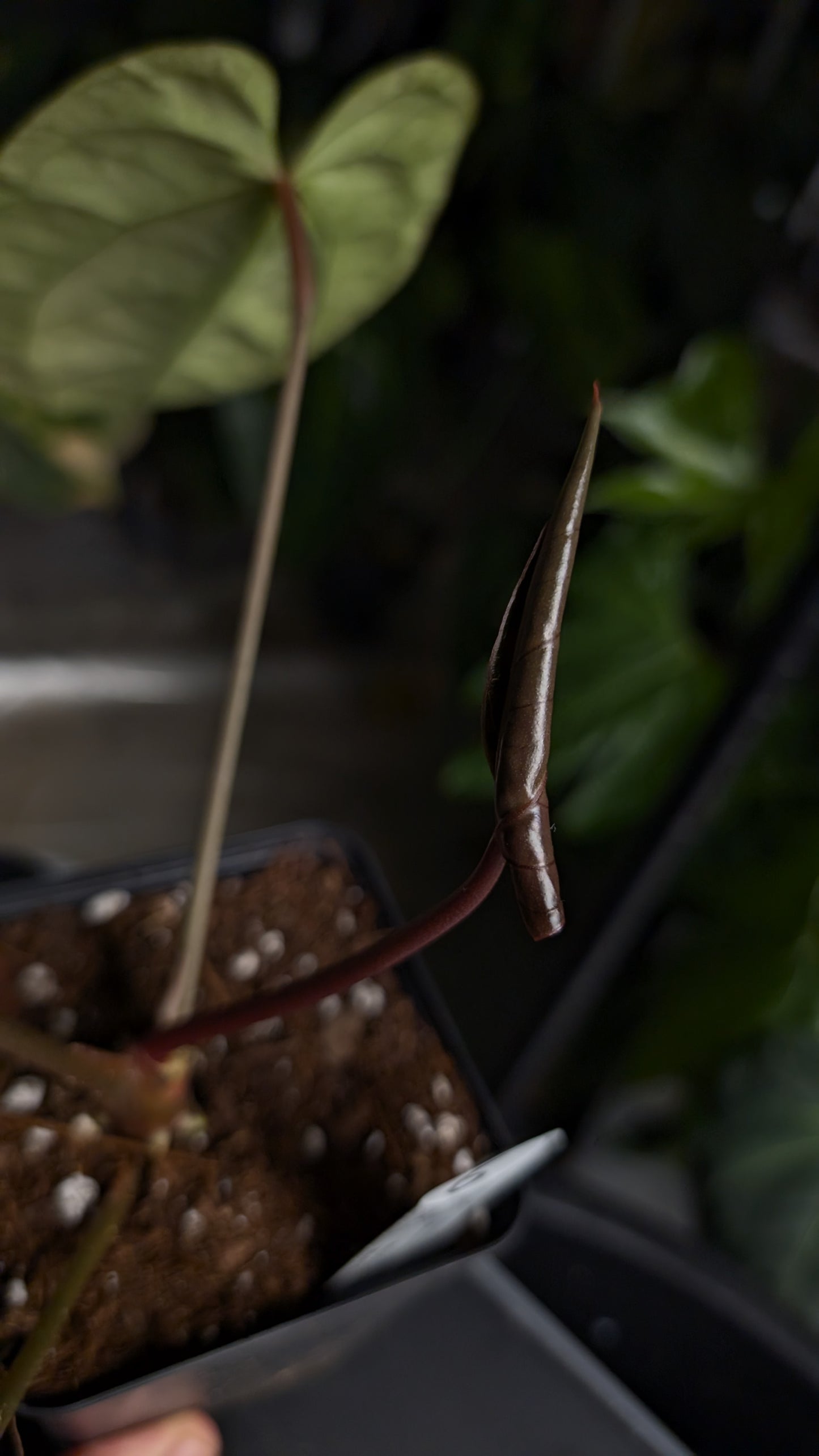 Anthurium Doc Block Zara x Michelle 'Selected Dark Form' x Besseae aff. 'Black Pillow'