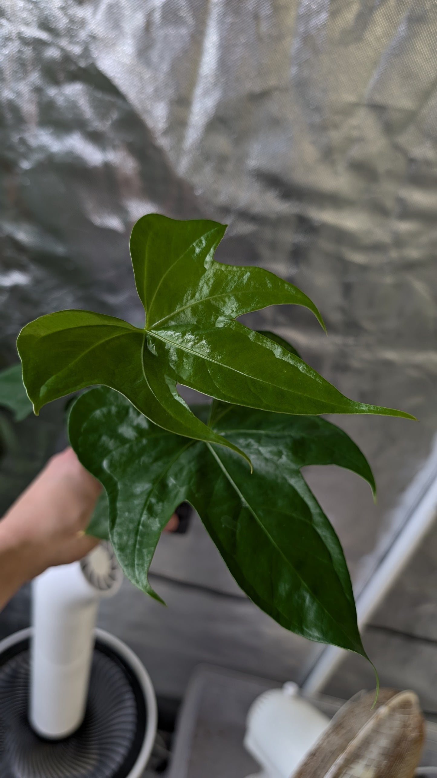 Anthurium Pterodactyl x self