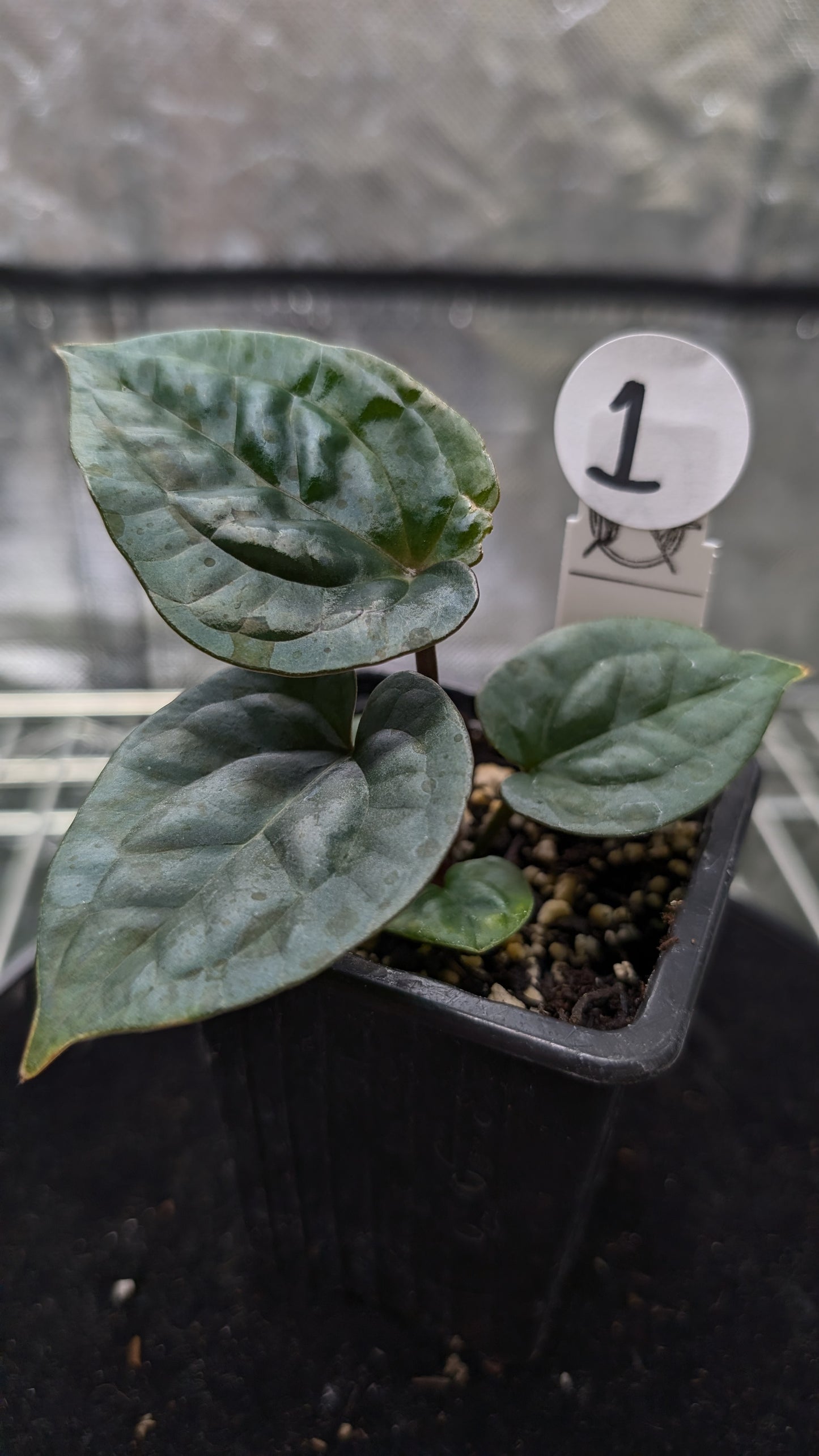Anthurium 'Ace of Spagetii' x Luxurians