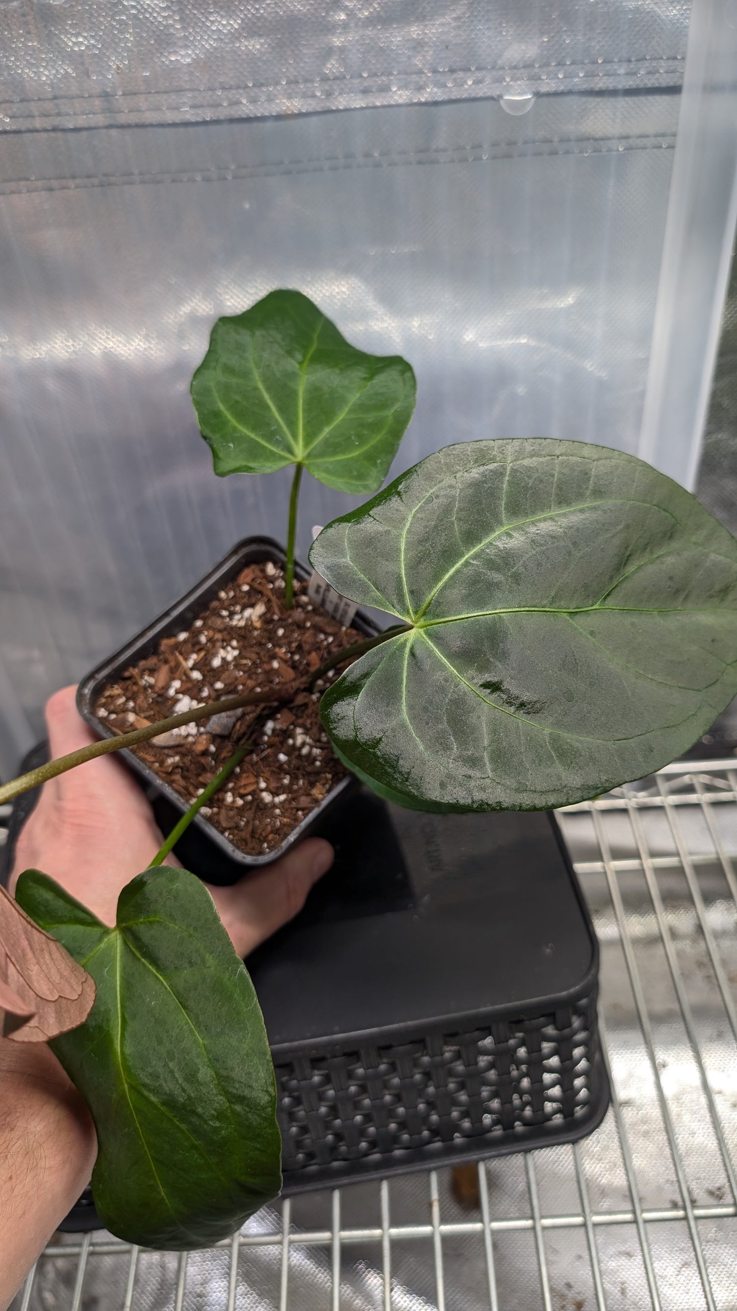 Anthurium Silver Blush Mint variegated x Papillilaminum 'Daniel'