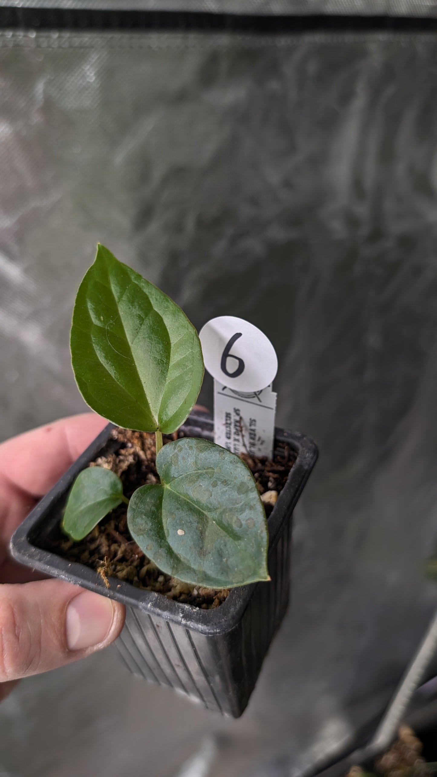 Anthurium Silver Blush Mint x Sp. Napo x Luxurians