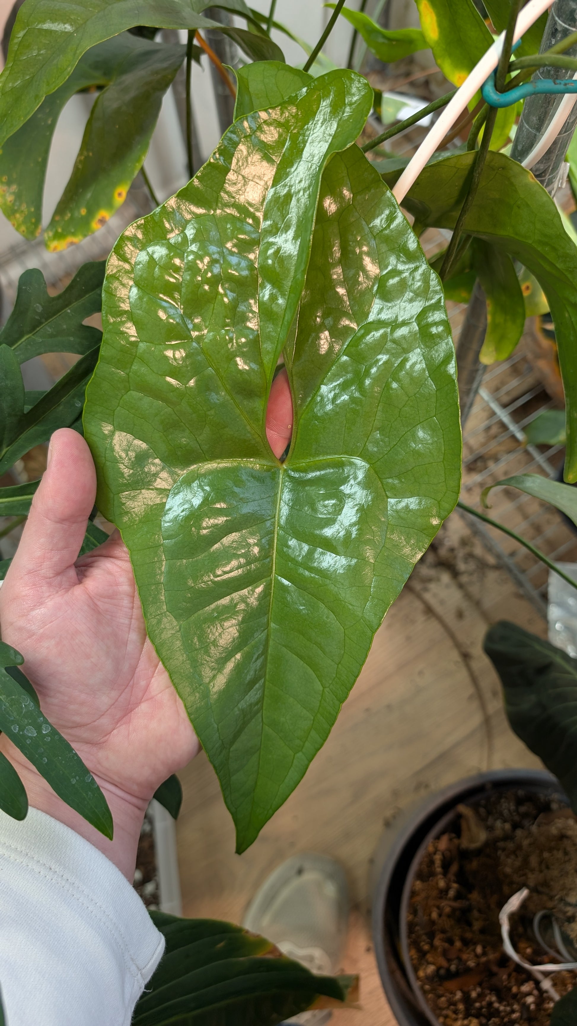 anthurium diabloense Anthurium Diabloense clone