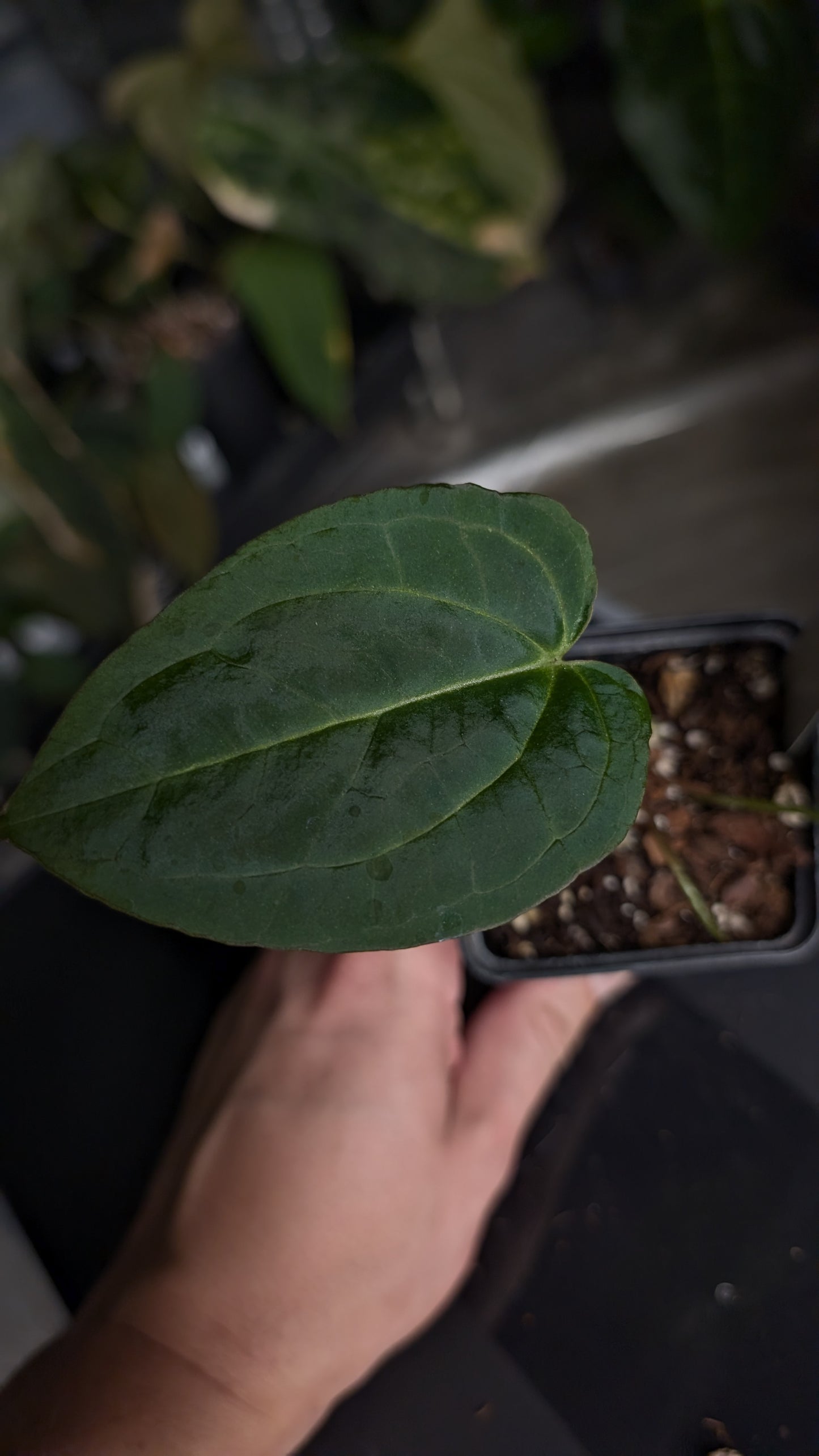 Anthurium Black Widow 43 x Red Velvet Cake 24 'Gomez' Clone