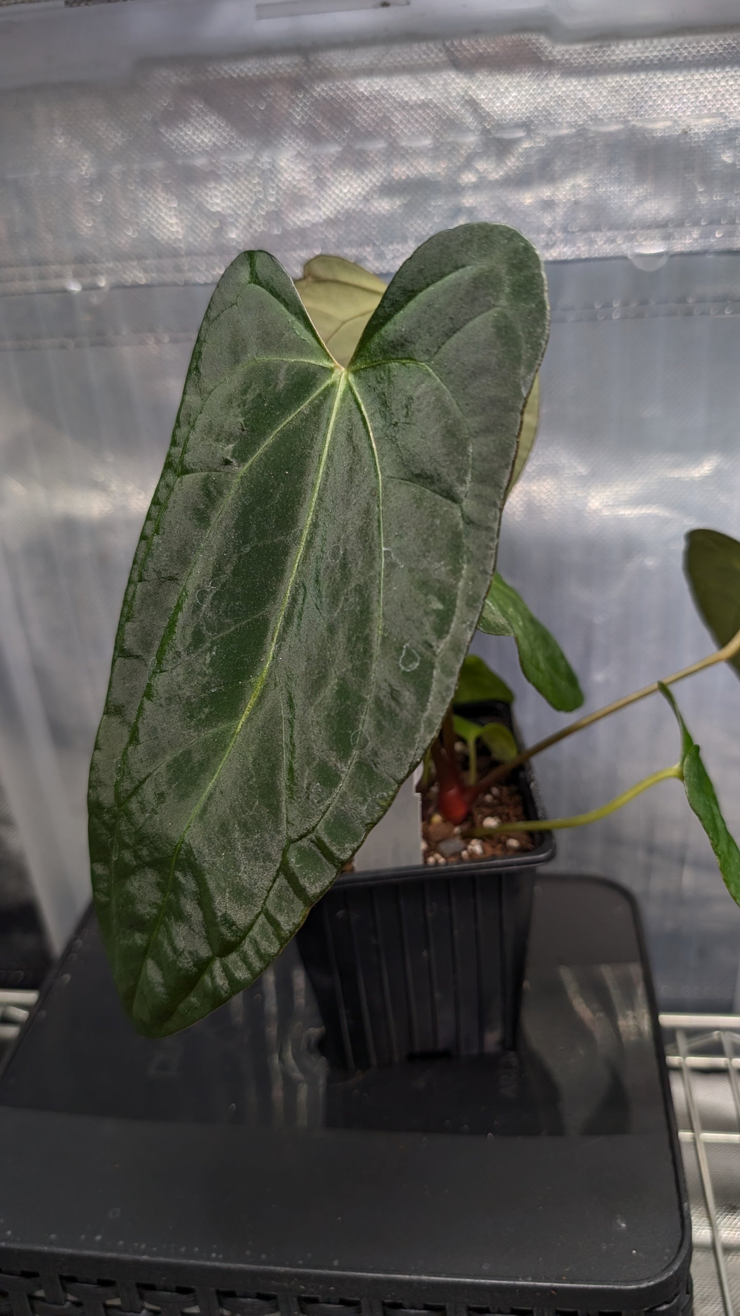 Anthurium Silver Blush Mint variegated x Papillilaminum 'Daniel'