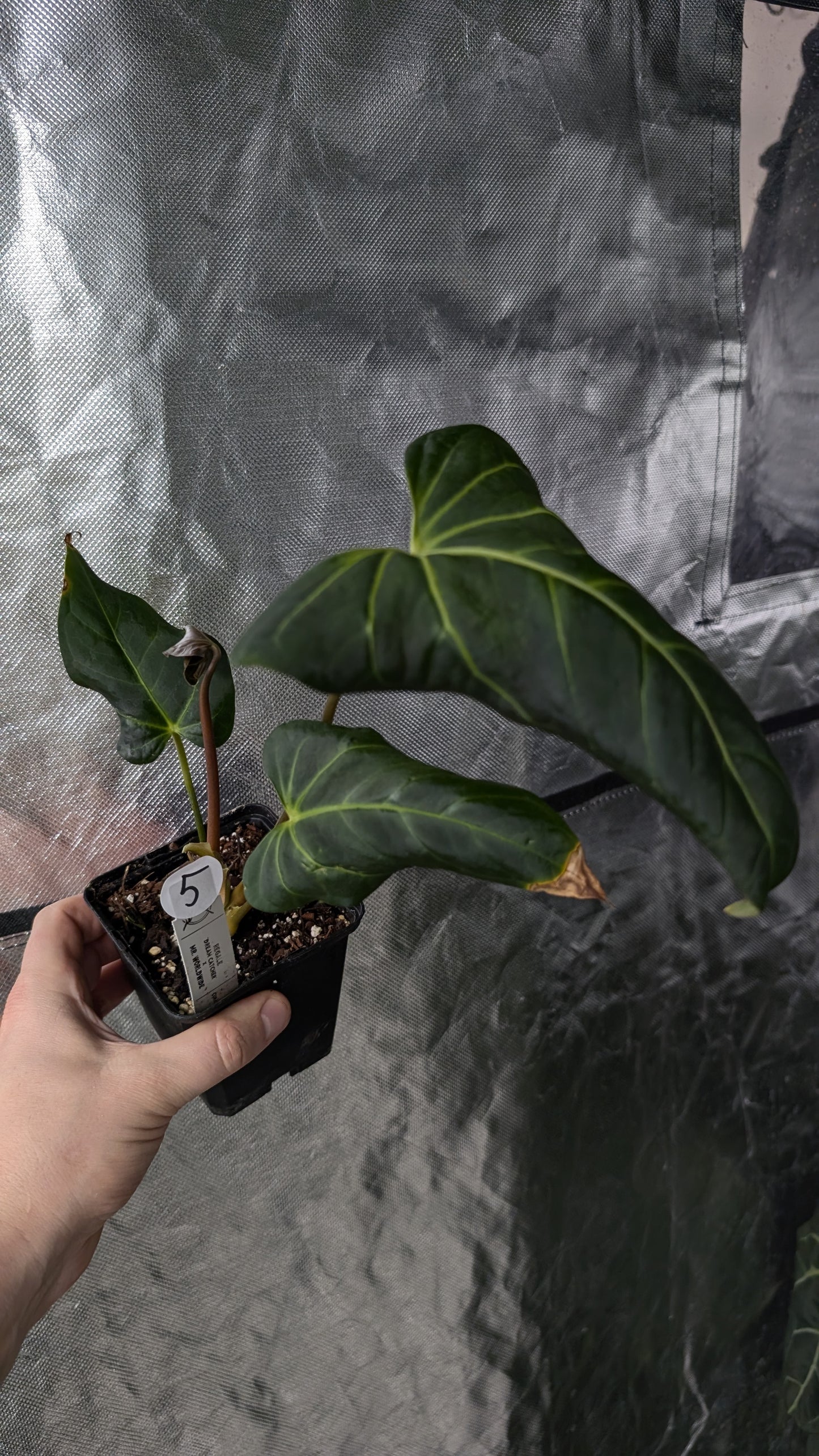 Anthurium Regale 'Dream Catcher' x Mr. Worldwide