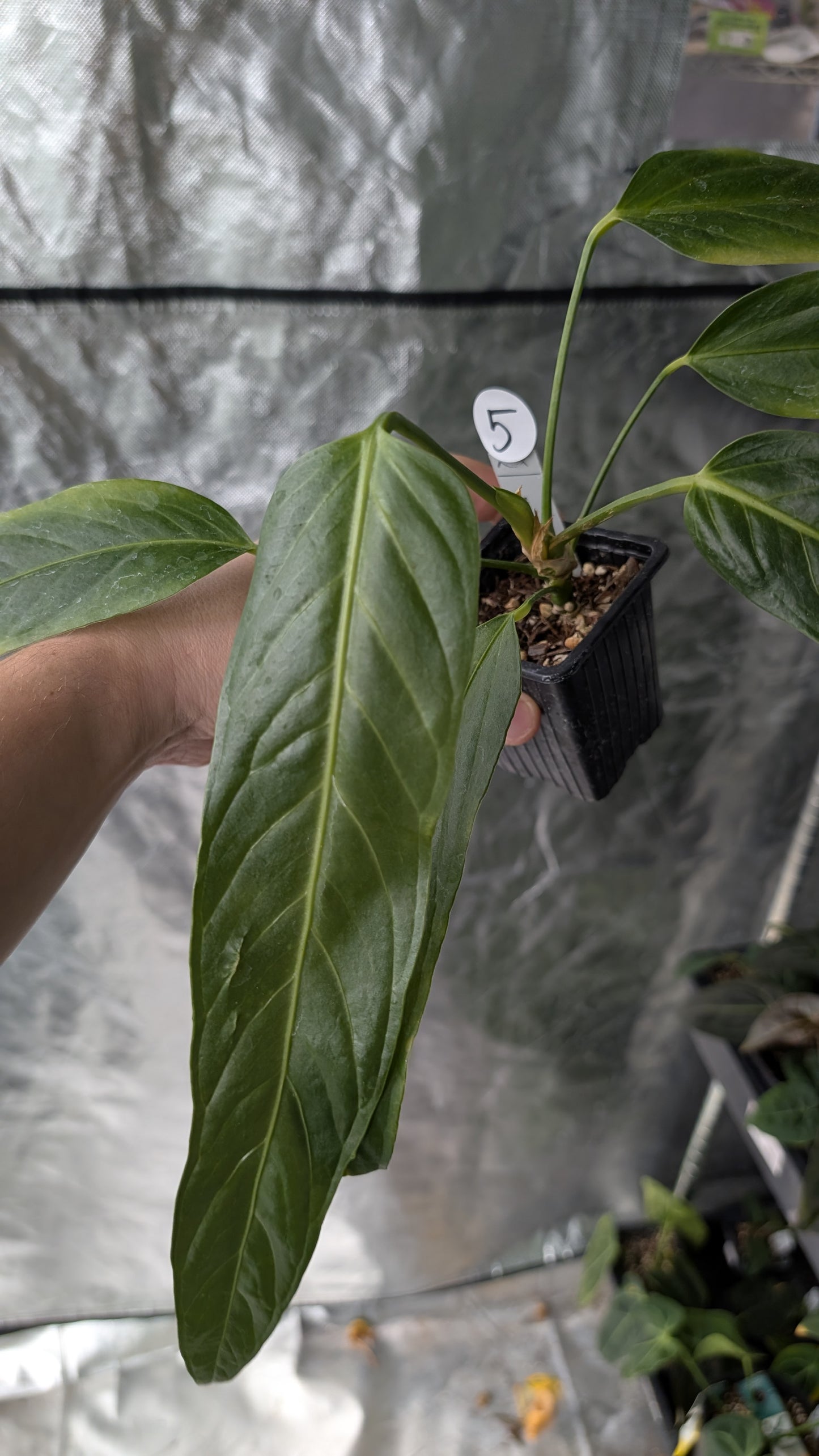 Anthurium Spectabile