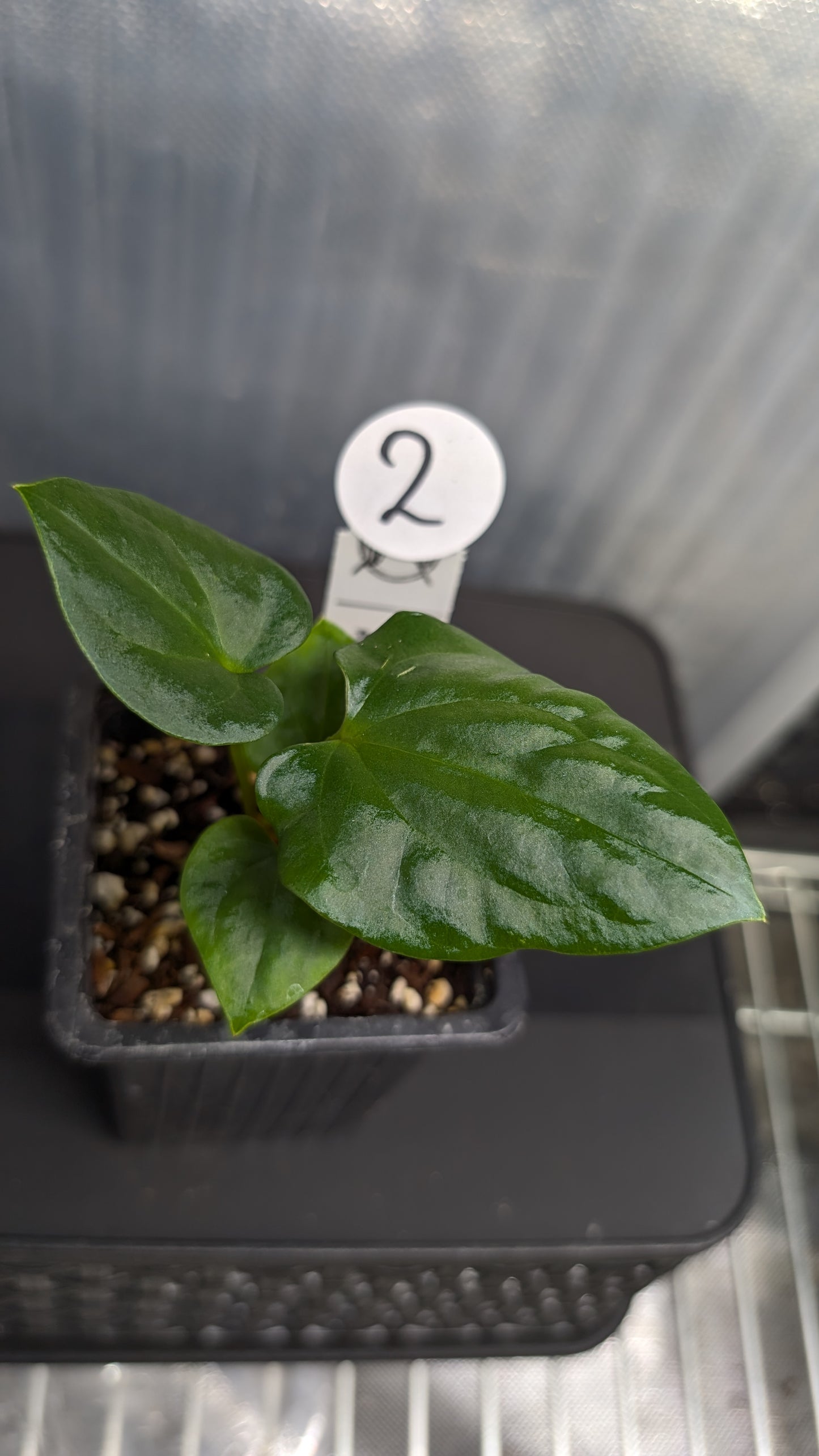 Anthurium Sp. Silver Peru Wide Sinus x Papillilaminum 'Fort Sherman'