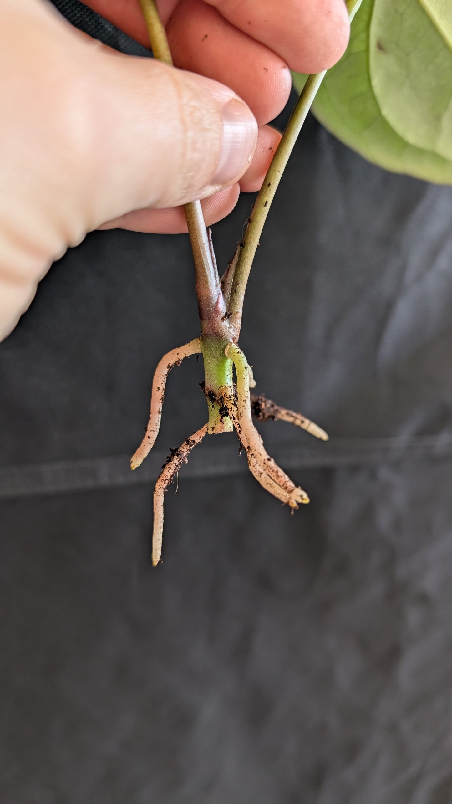 Anthurium Black Widow 13 x 43 clone