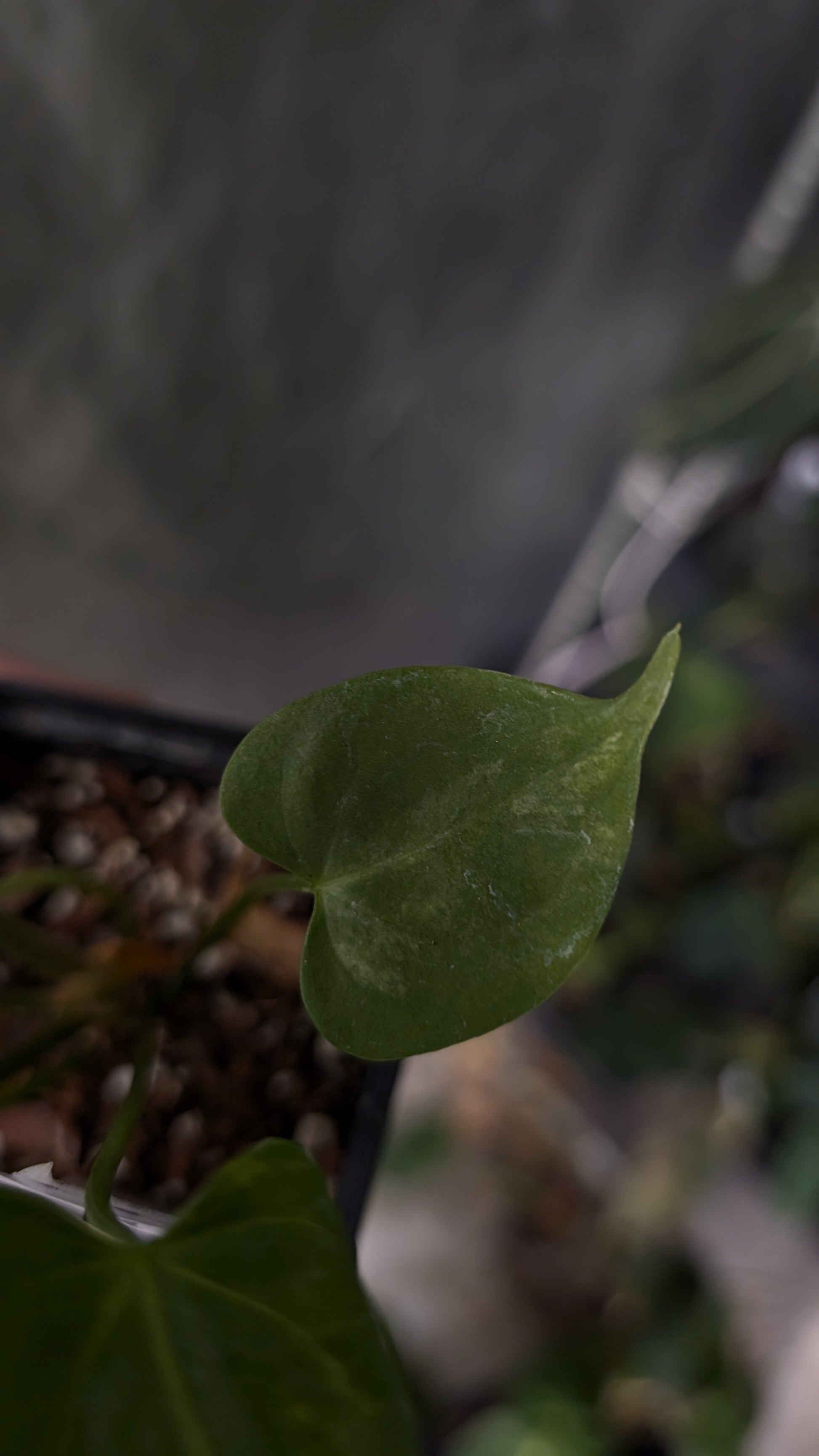 anthurium clarinervium x pterodactyl Variegated Anthurium Pterodactyl variegata x Clarinervium – Curious Plants