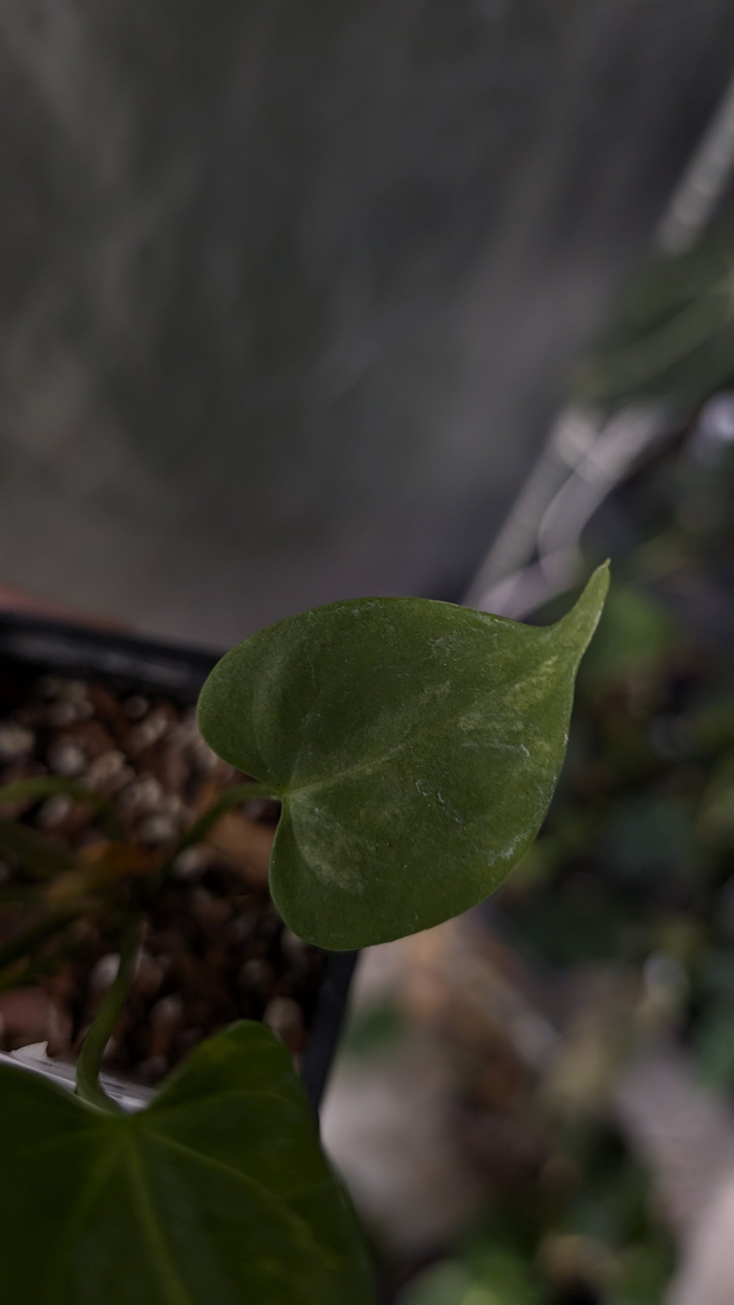 Variegated Anthurium Pterodactyl variegata x Clarinervium