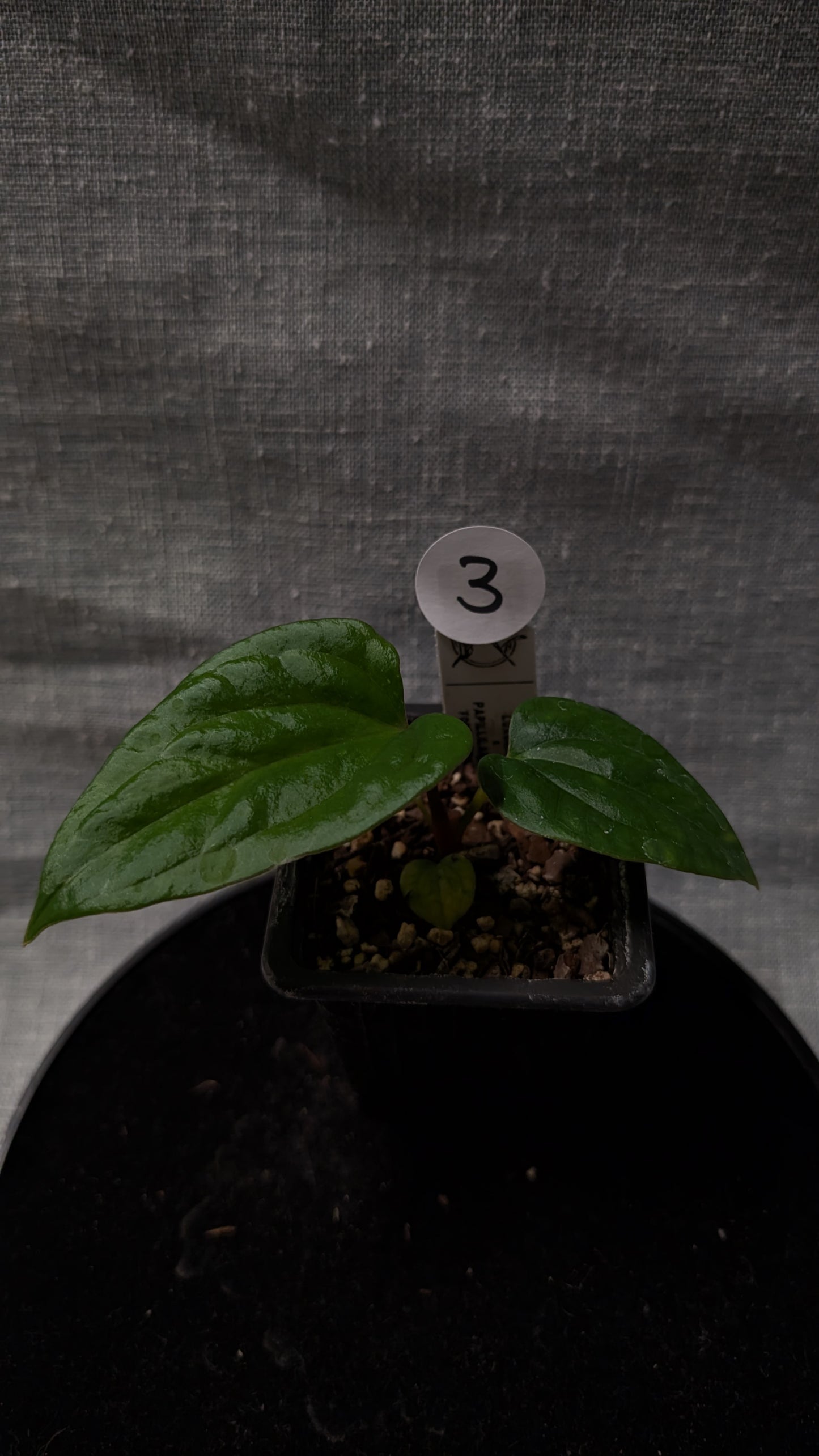 Anthurium Luxurians x Papillilaminum 'Fort Sherman'