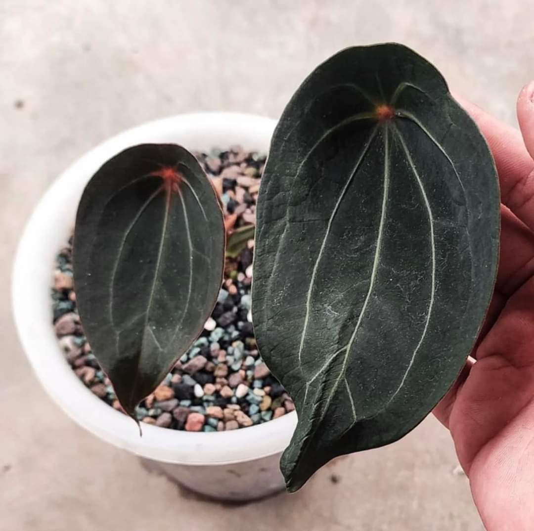 Anthurium Red Spider CLONE