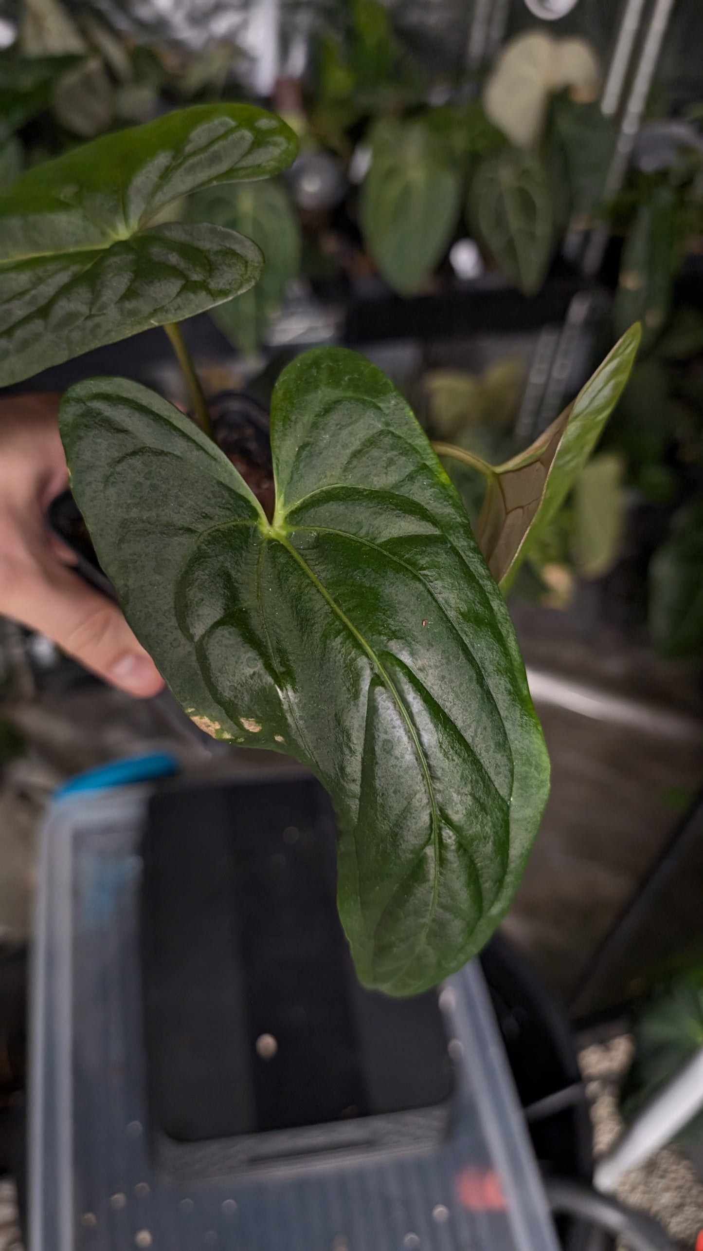 Anthurium Papillilaminum 'Fort Sherman'