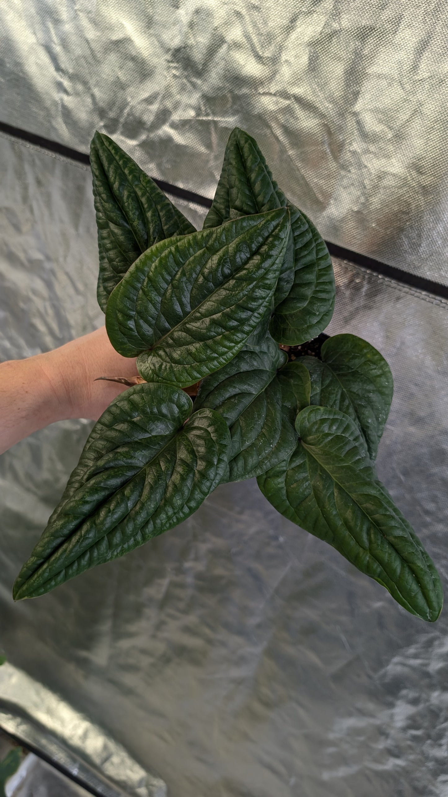 Anthurium Radicans clone