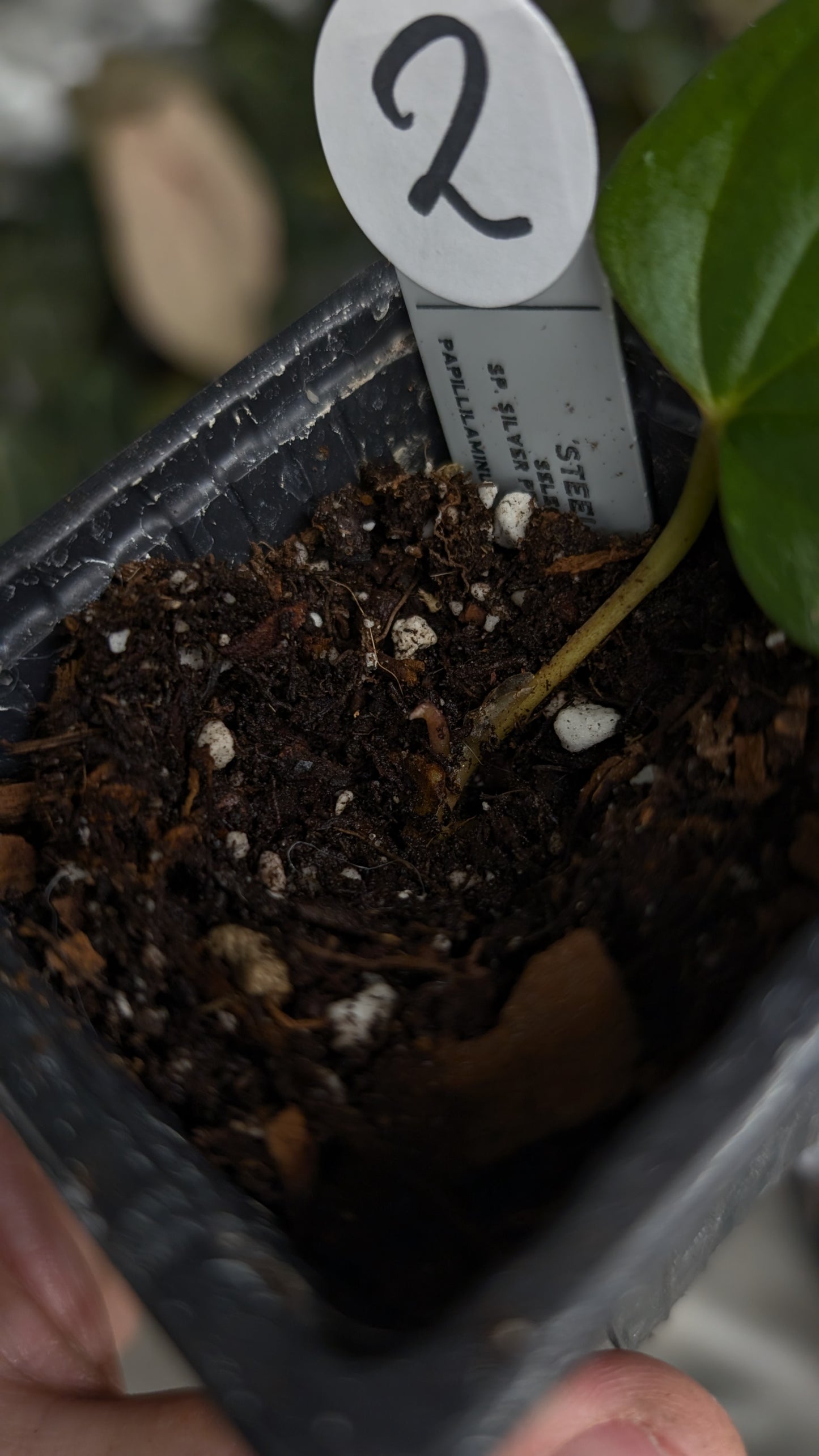 Anthurium 'Steelfin' clone