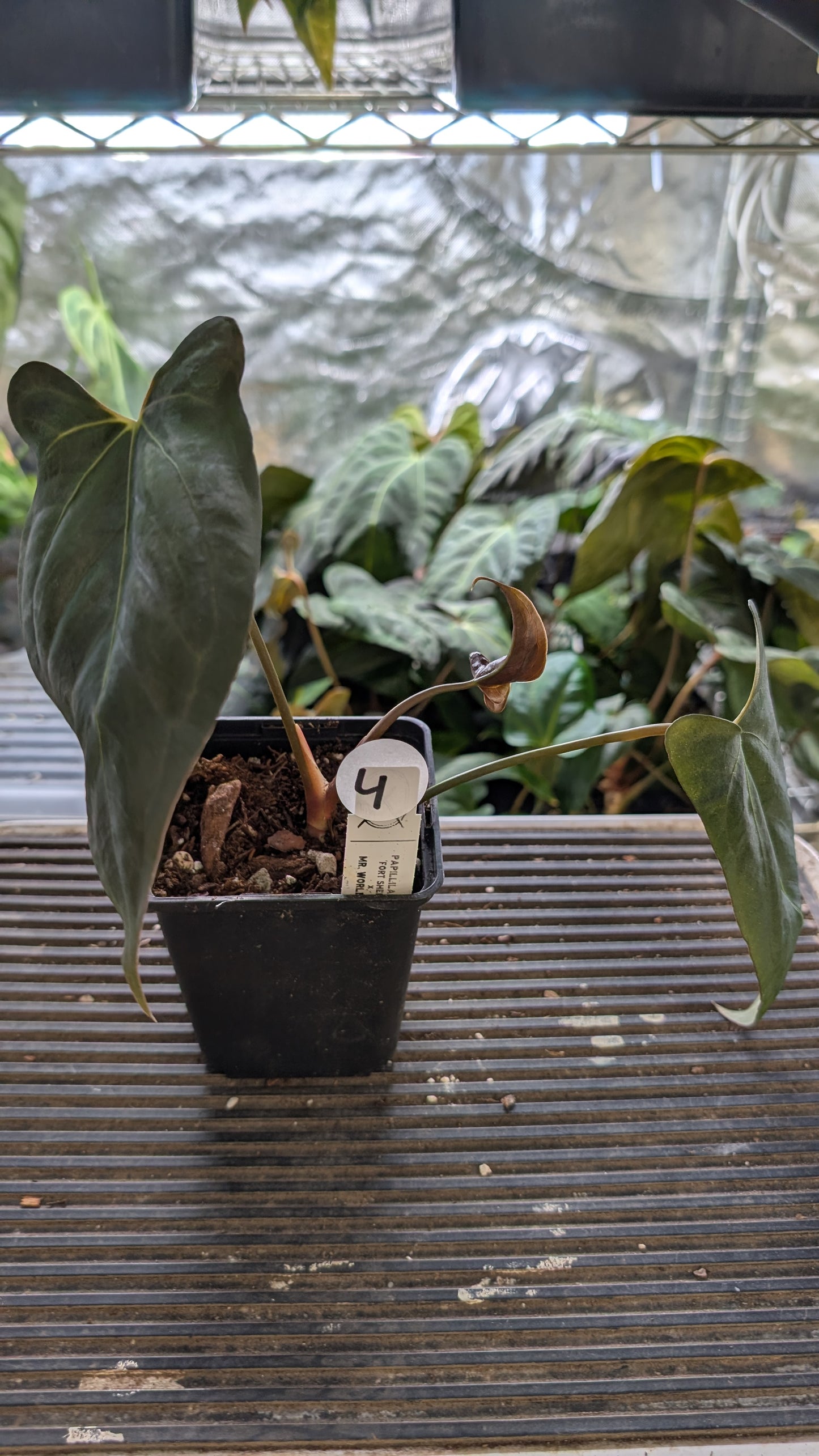 Anthurium Papillilaminum 'Fort Sherman' x Mr. Worldwide