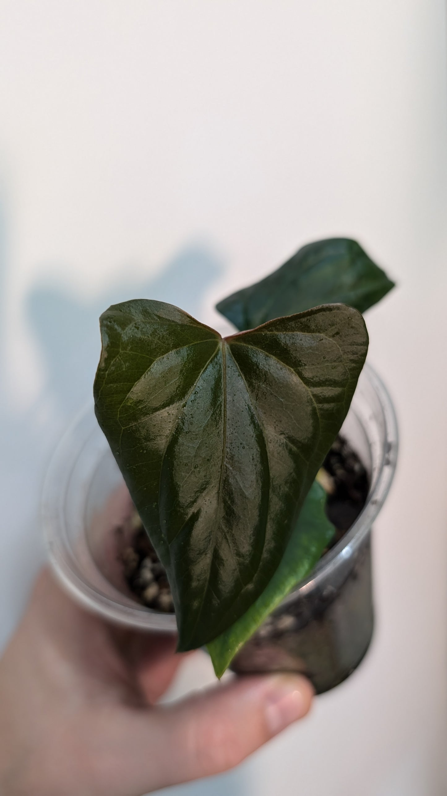 Anthurium Sp. Silver Peru Wide Sinus x Papillilaminum 'Fort Sherman'