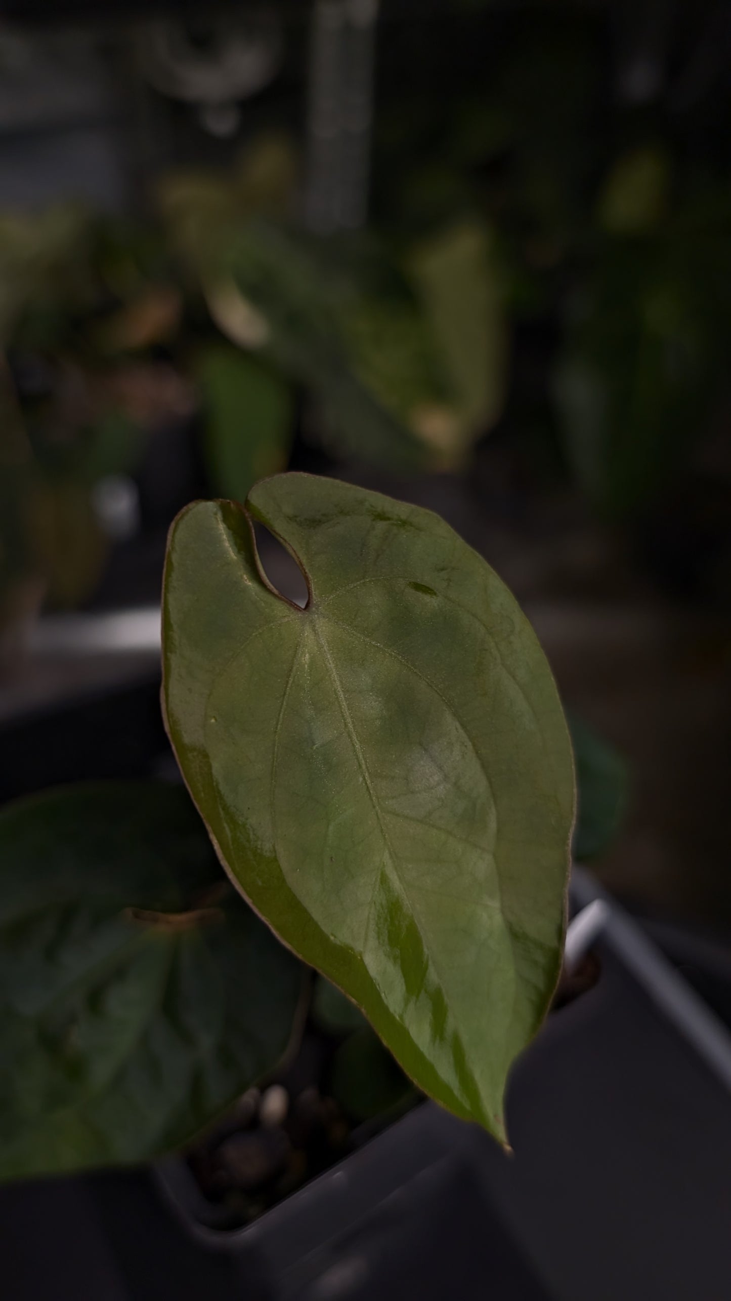 Anthurium [Besseae aff. x Forgetii dark] x BVEP Round x Felix
