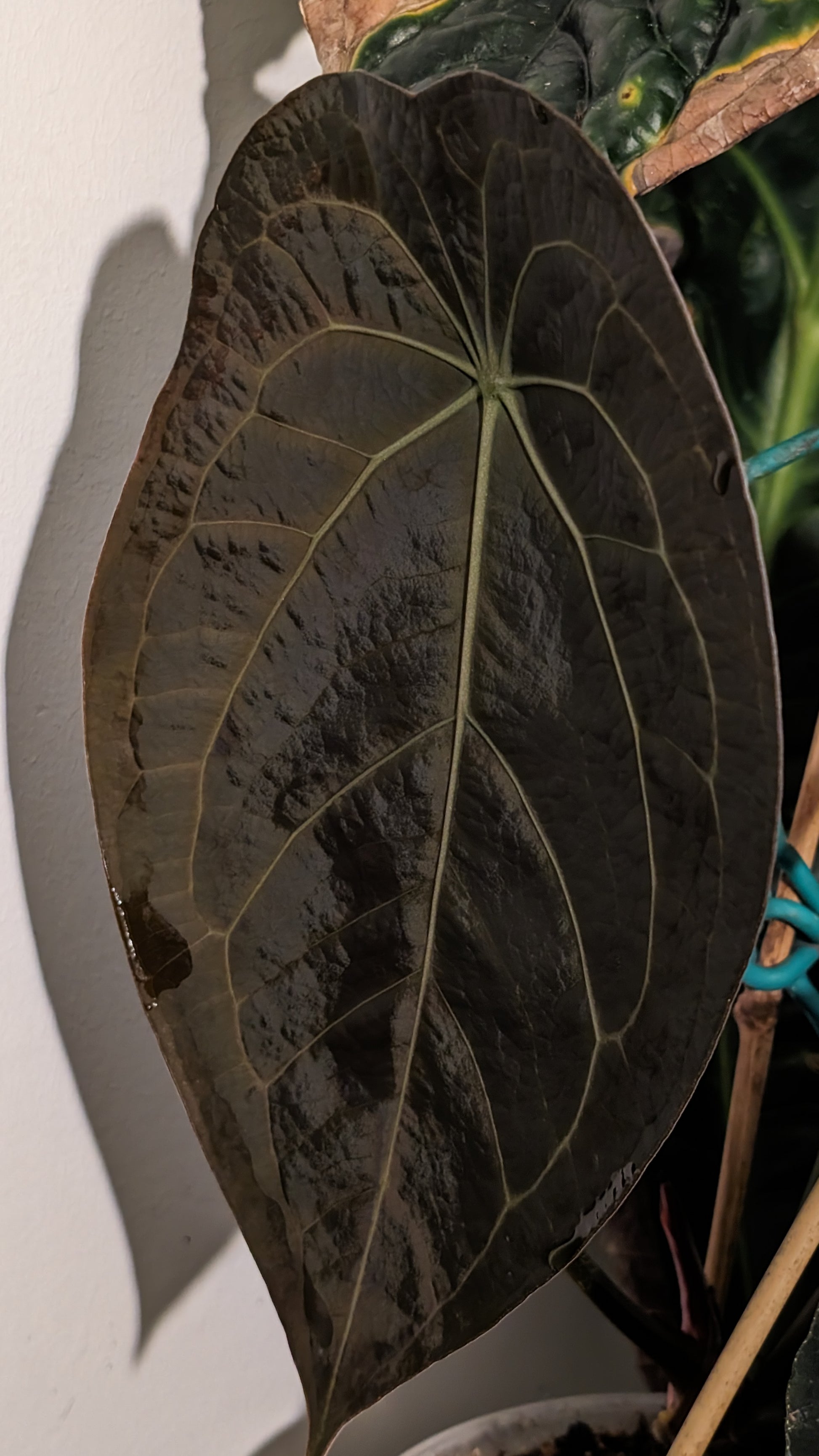 120 anthurium st Anthurium Ace of Spagetii F2 – Curious Plants