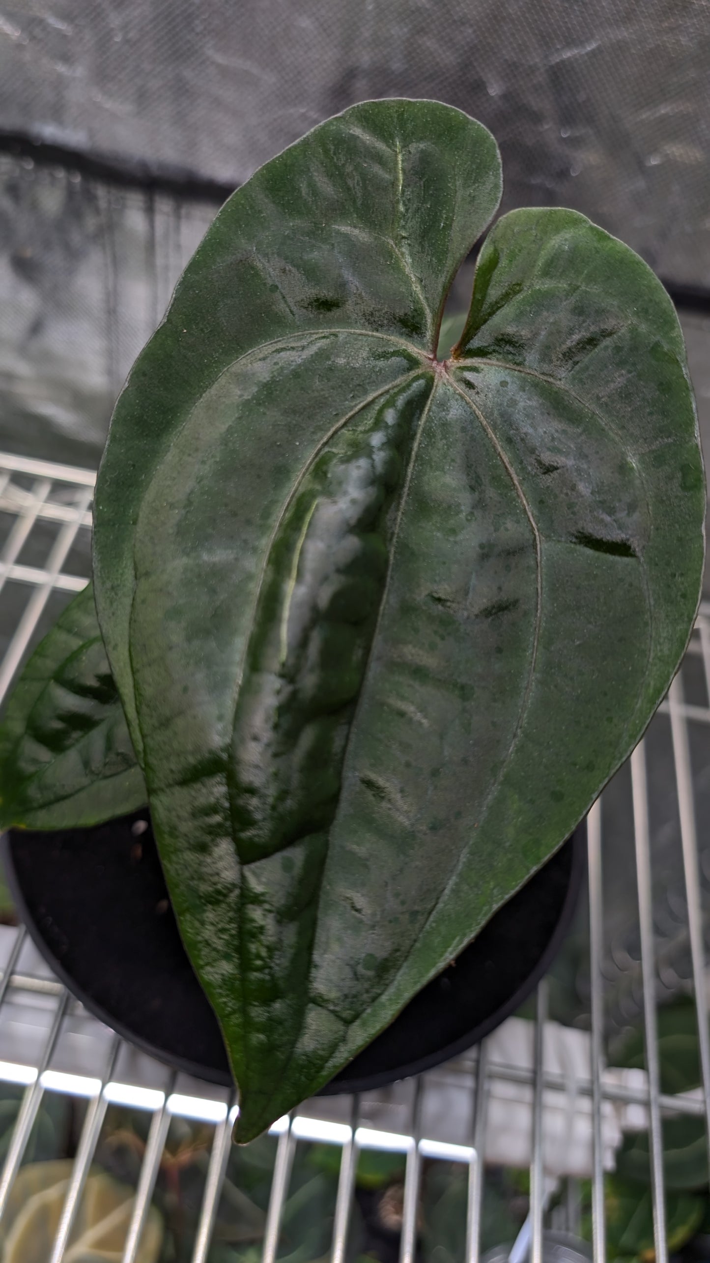 Ace of Spades SKG 'Ribbed Petiole' Clone/offset