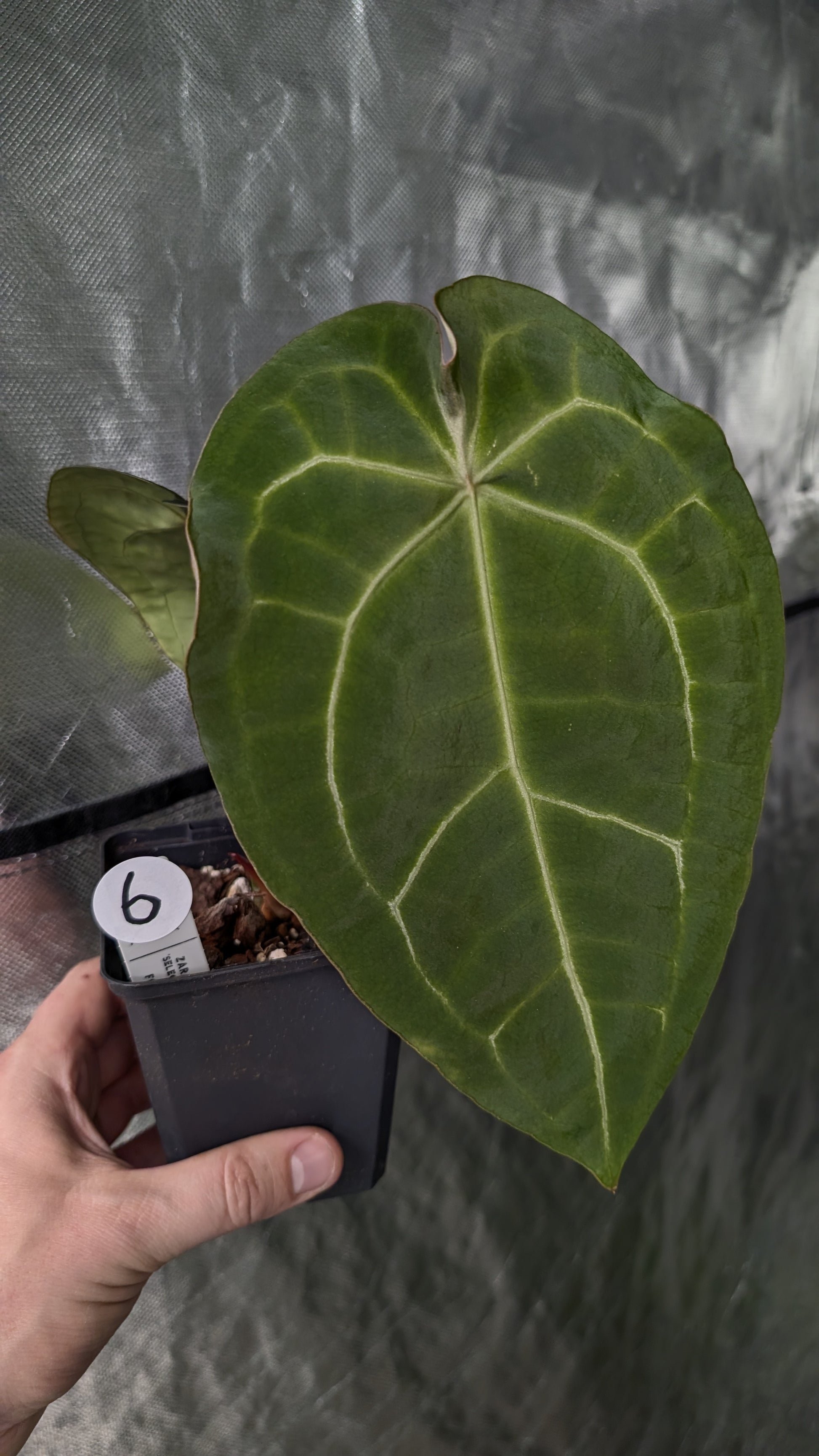 anthurium forgetii dark Anthurium Doc Block Zara x Michelle 'selected dark form' x Forgetii Da – Curious Plants