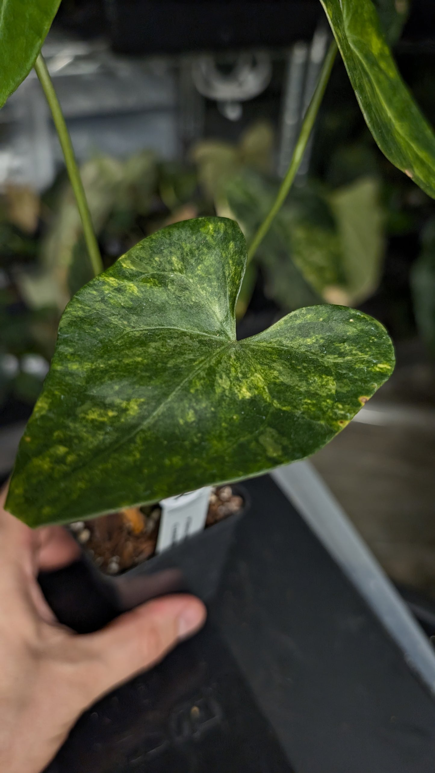 Variegated Anthurium Pterodactyl variegata x Clarinervium