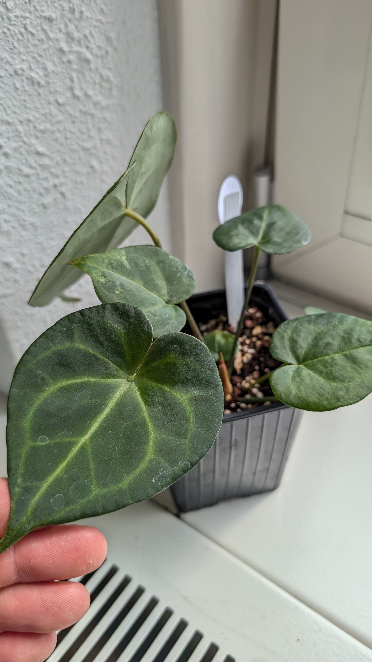 Anthurium Clarinervium x Berriozabalense x self