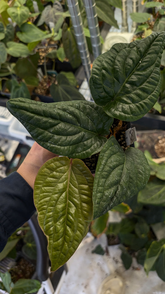 Anthurium Radicans clone