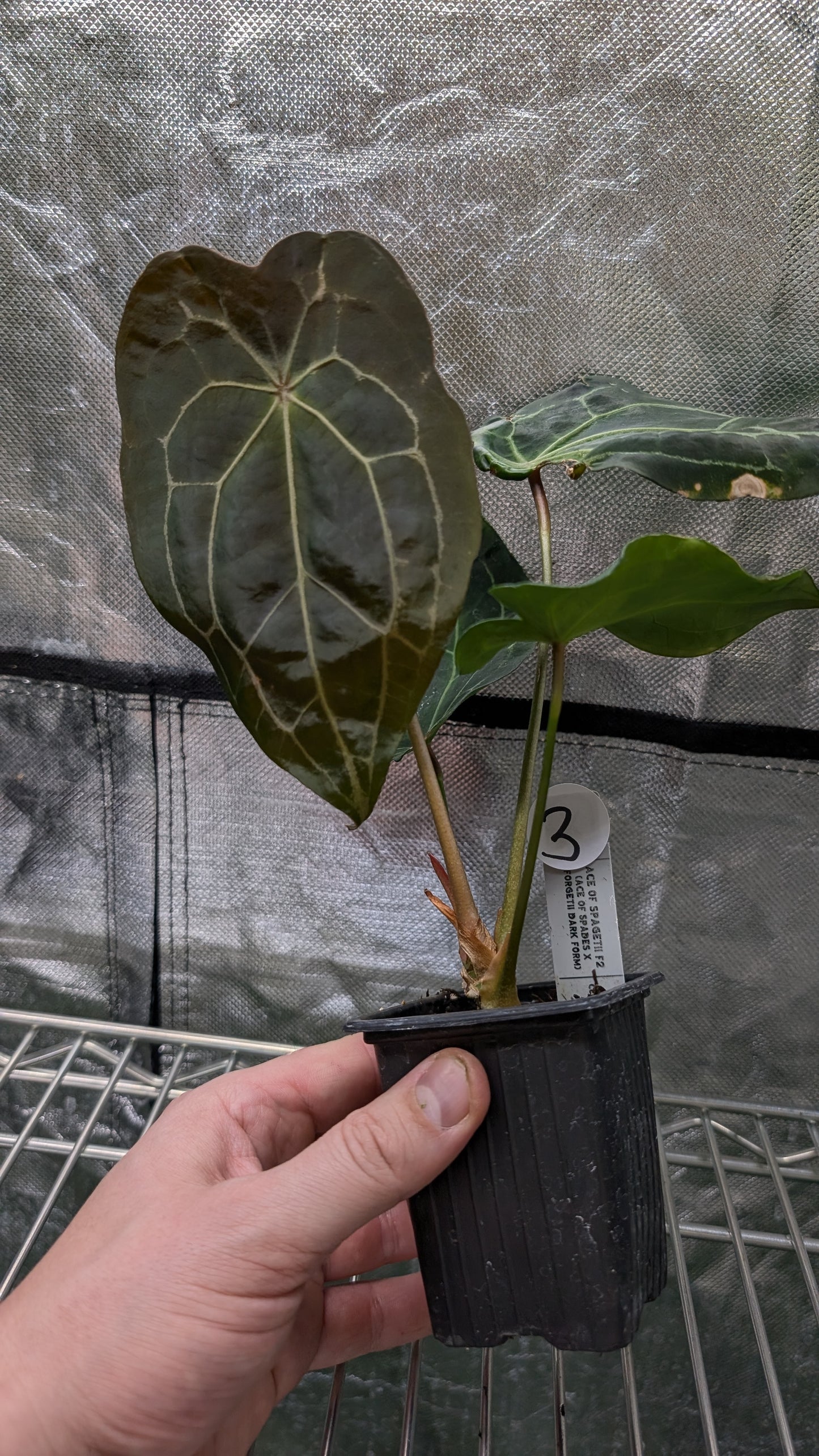 Anthurium Ace of Spagetii F2 (Ace of Spades x Forgetii) F2